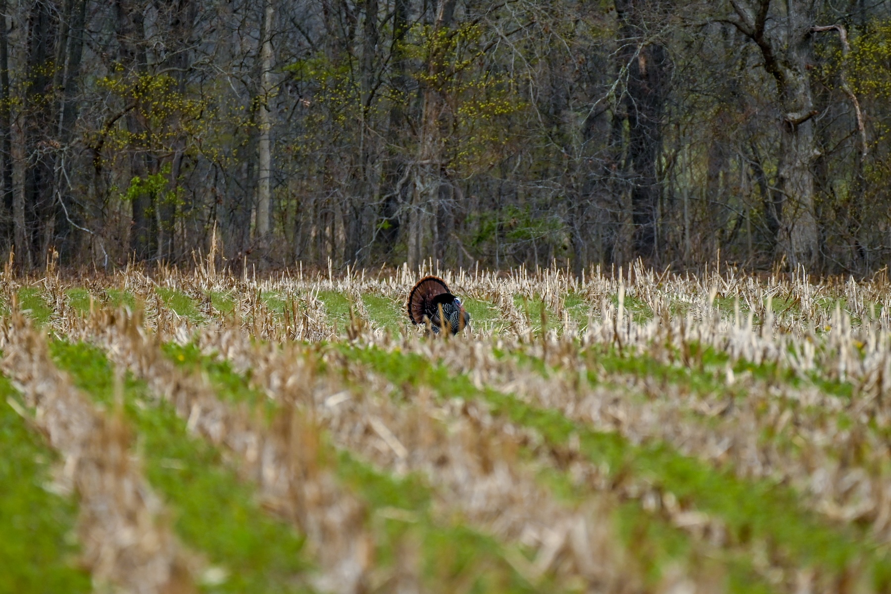 20 Advanced Turkey Hunting Techniques to Use This Spring