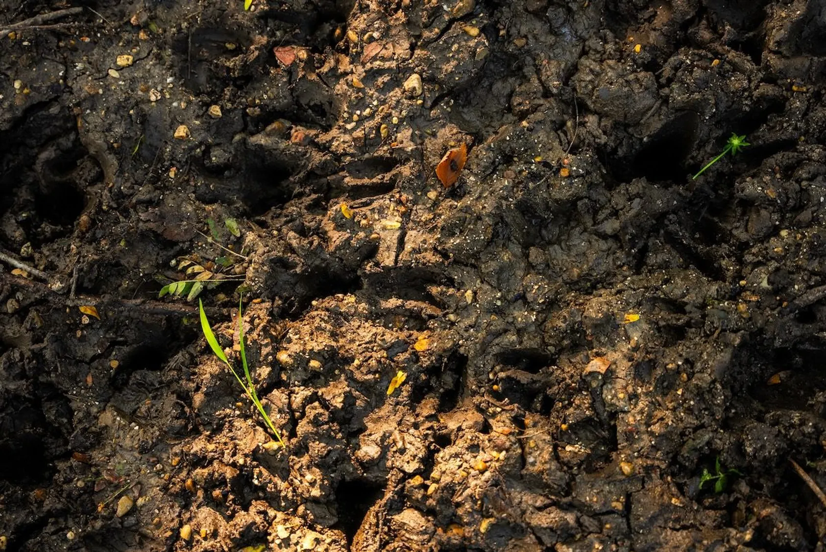 Close-up of deer track impression in wet dark mud surrounded by scattered leaves and small green plants