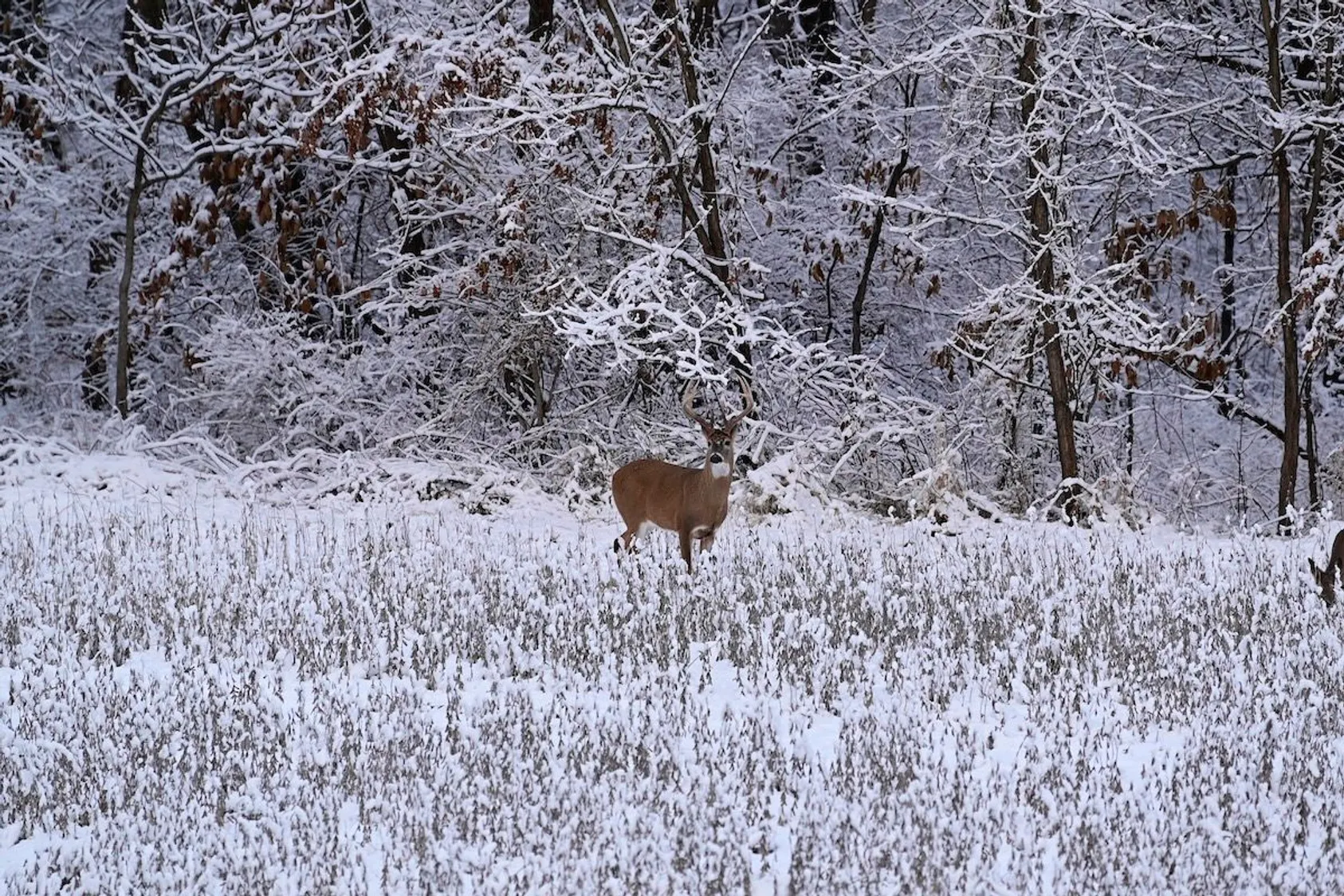 White-tailed deer standing in snow-covered field with winter stubble near edge of snow-laden forest