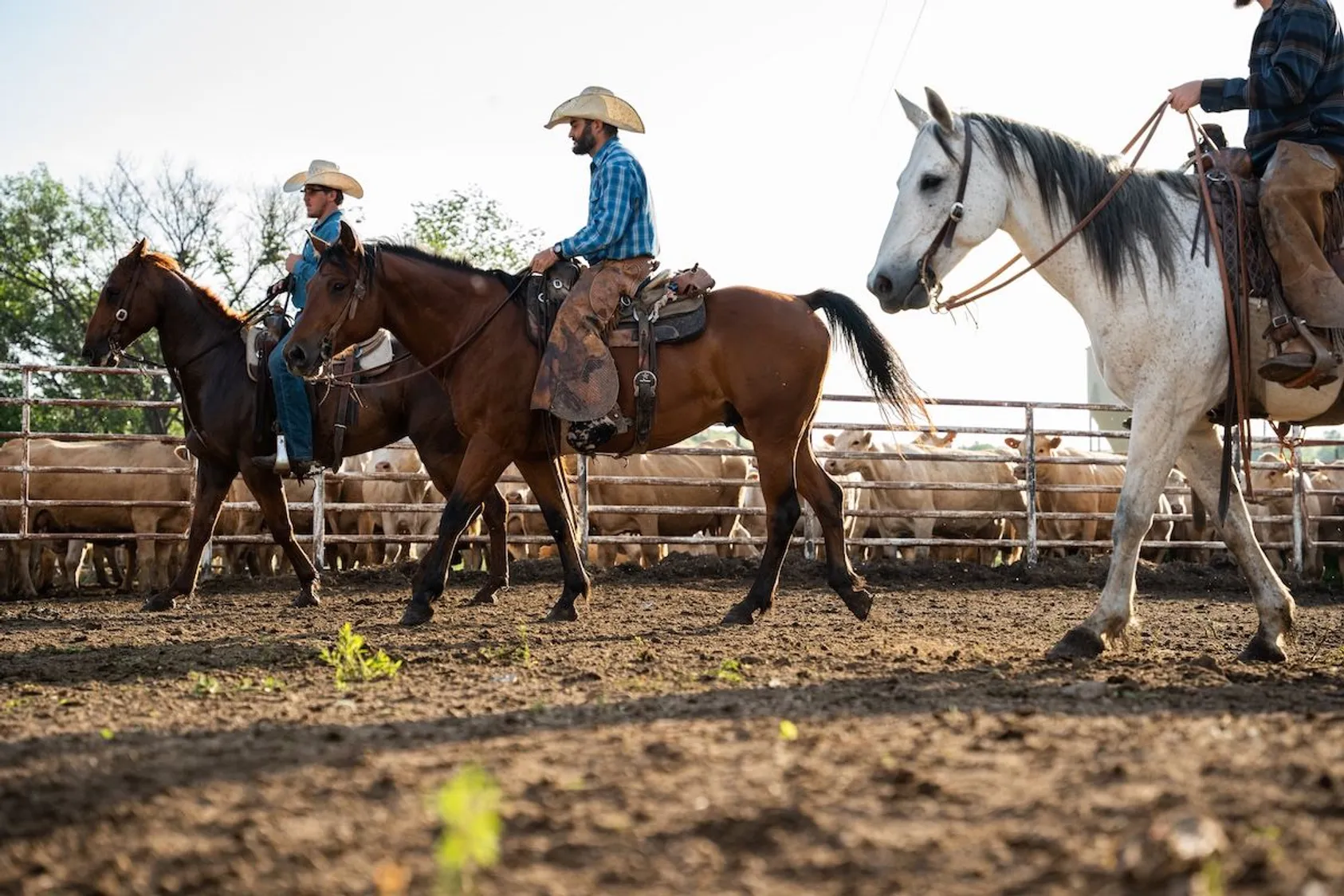 Cowboys on dark and white horses riding past cattle pens in dusty corral with blue and plaid shirts.