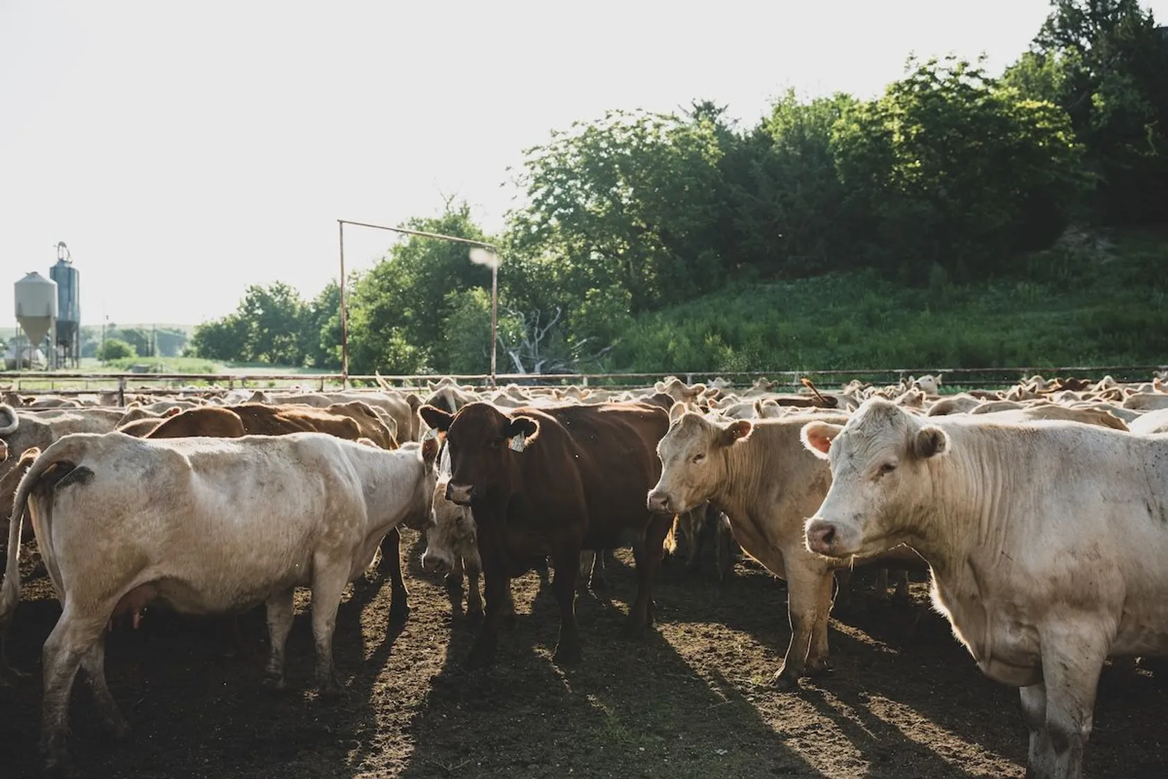 Large herd of tan and dark beef cattle crowded in feedlot with trees and farm buildings in background.