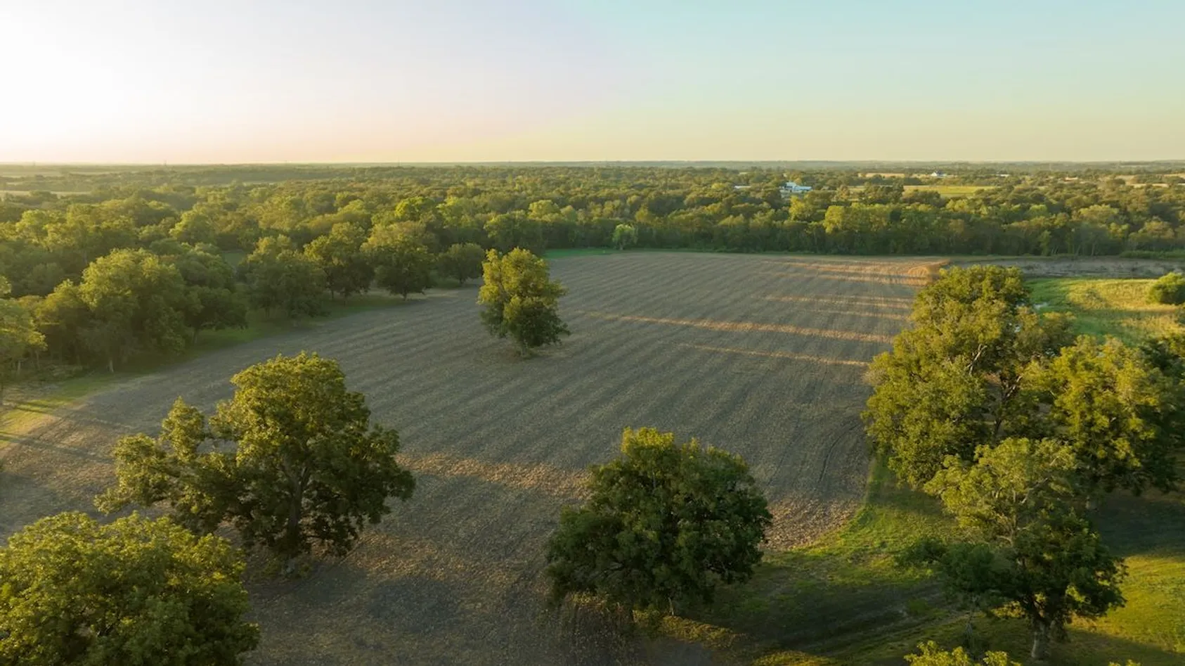 Aerial view at golden hour of harvested agricultural field with scattered mature trees and forest edge beyond.