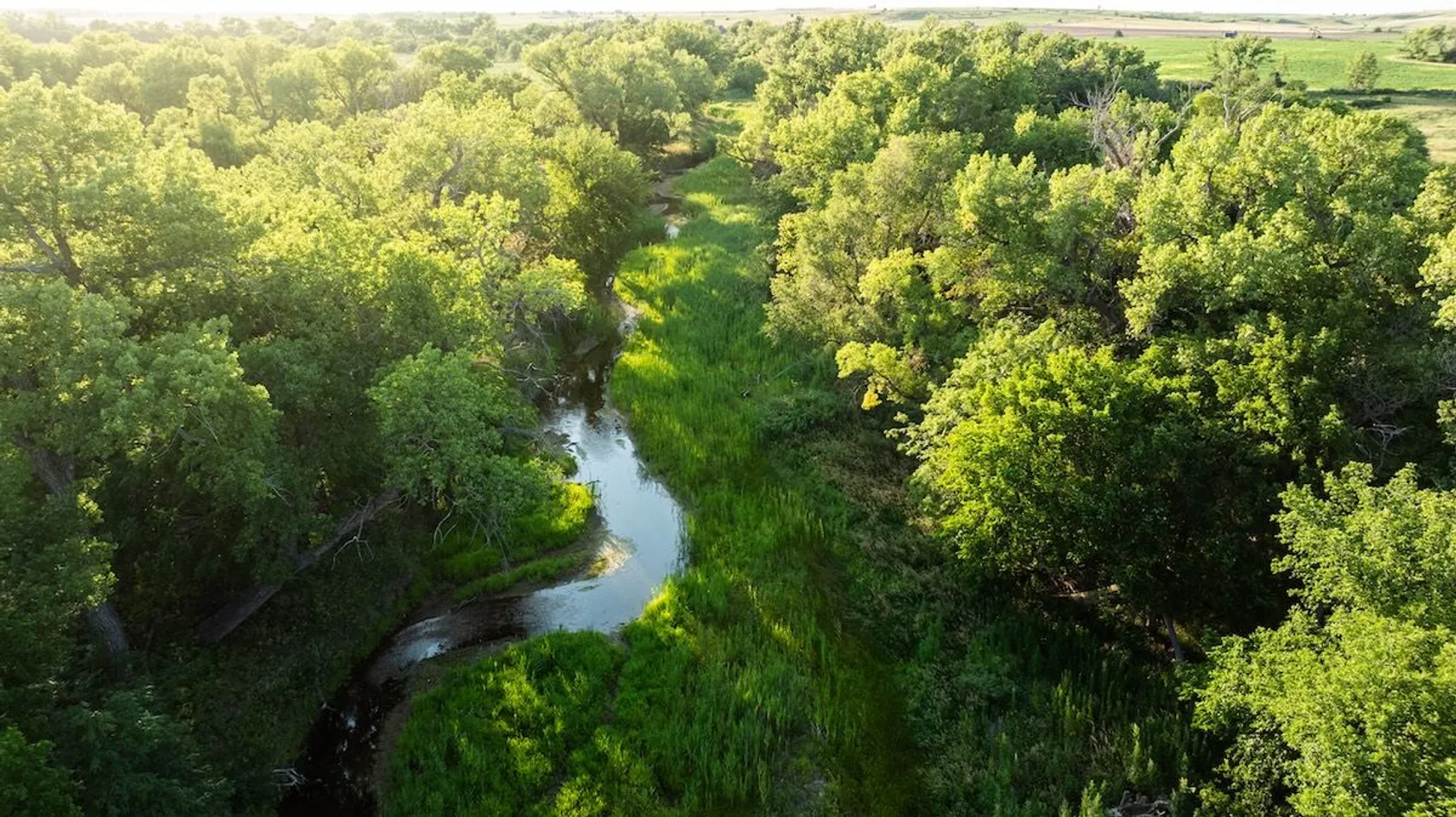 Aerial view of a winding stream flowing through lush green forest and vegetation