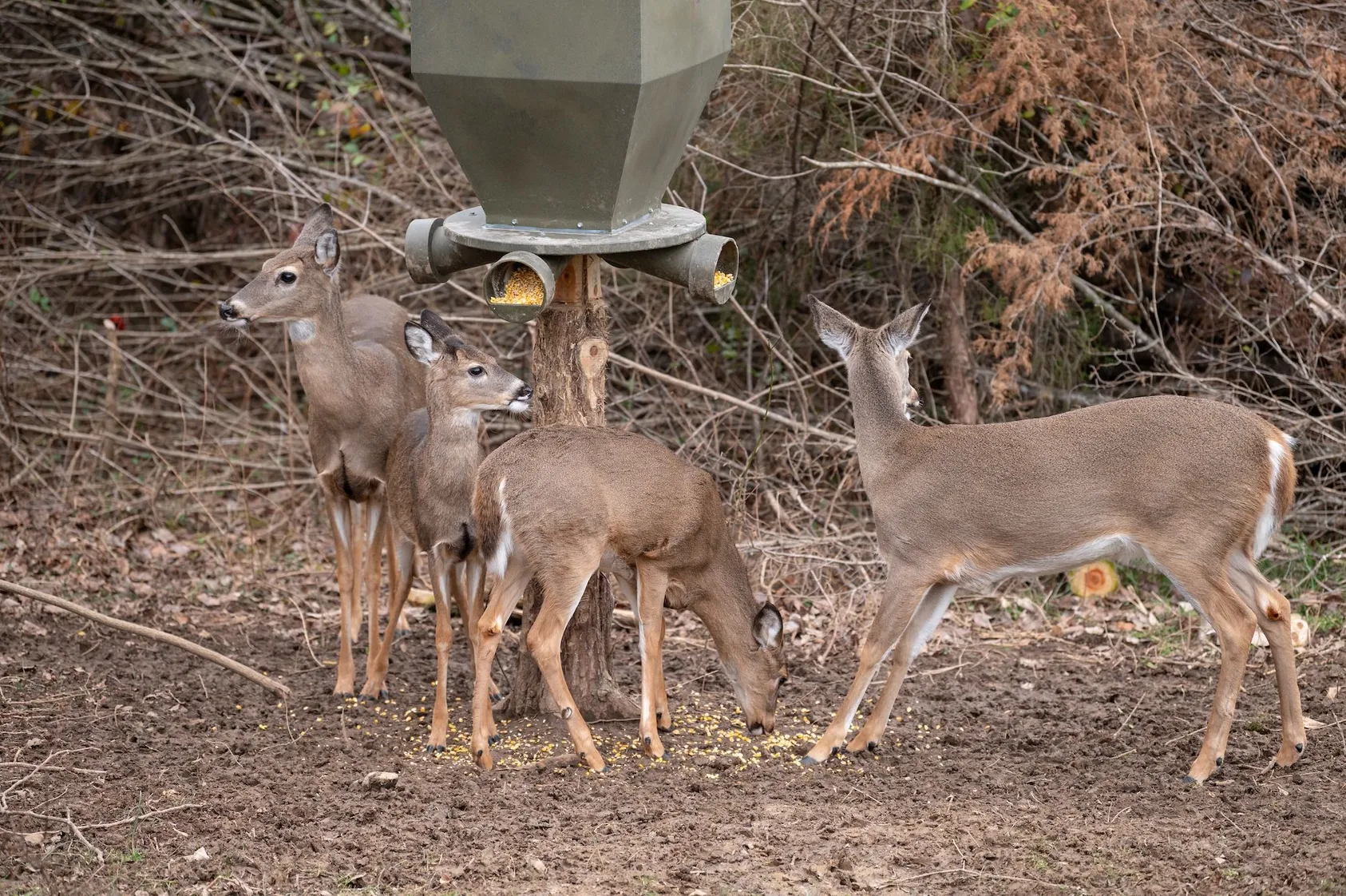 Four white-tailed deer gathered around elevated gravity feeder on wooden post with scattered corn on bare ground