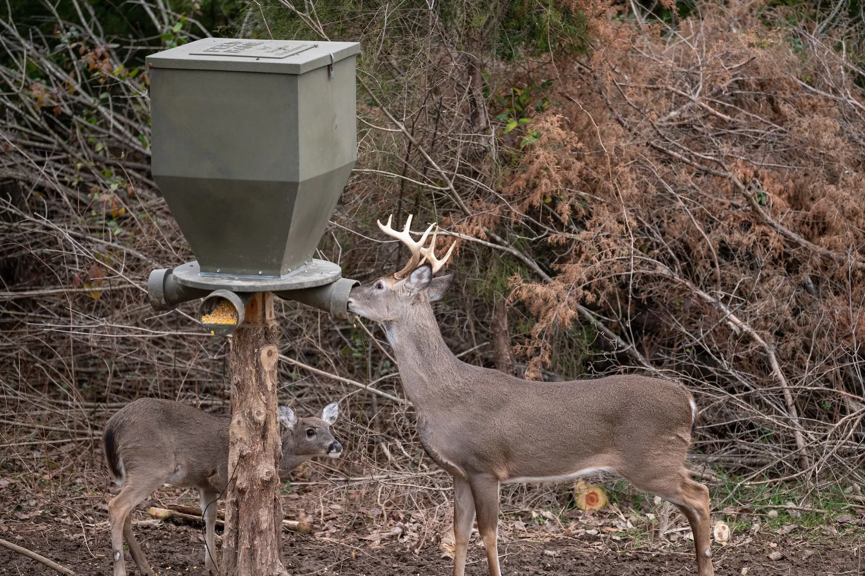 Featured Image for Attract More Deer with These Simple Deer Feeder Hacks