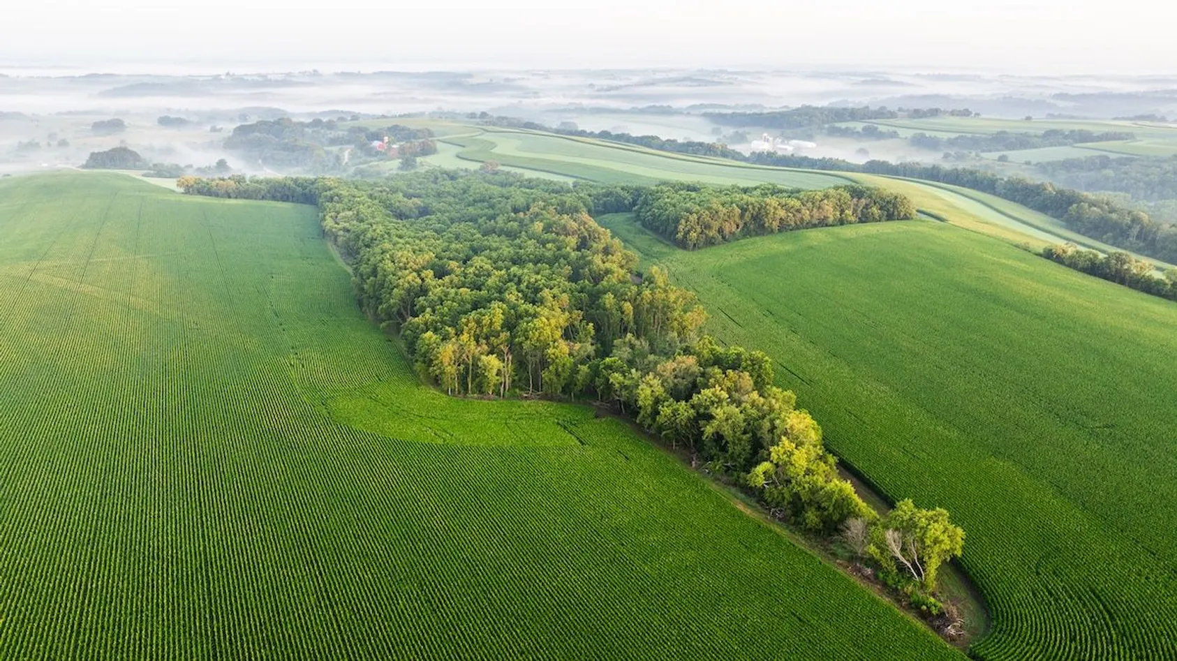 Aerial view of green agricultural fields divided by wooded tree strips in misty morning light.