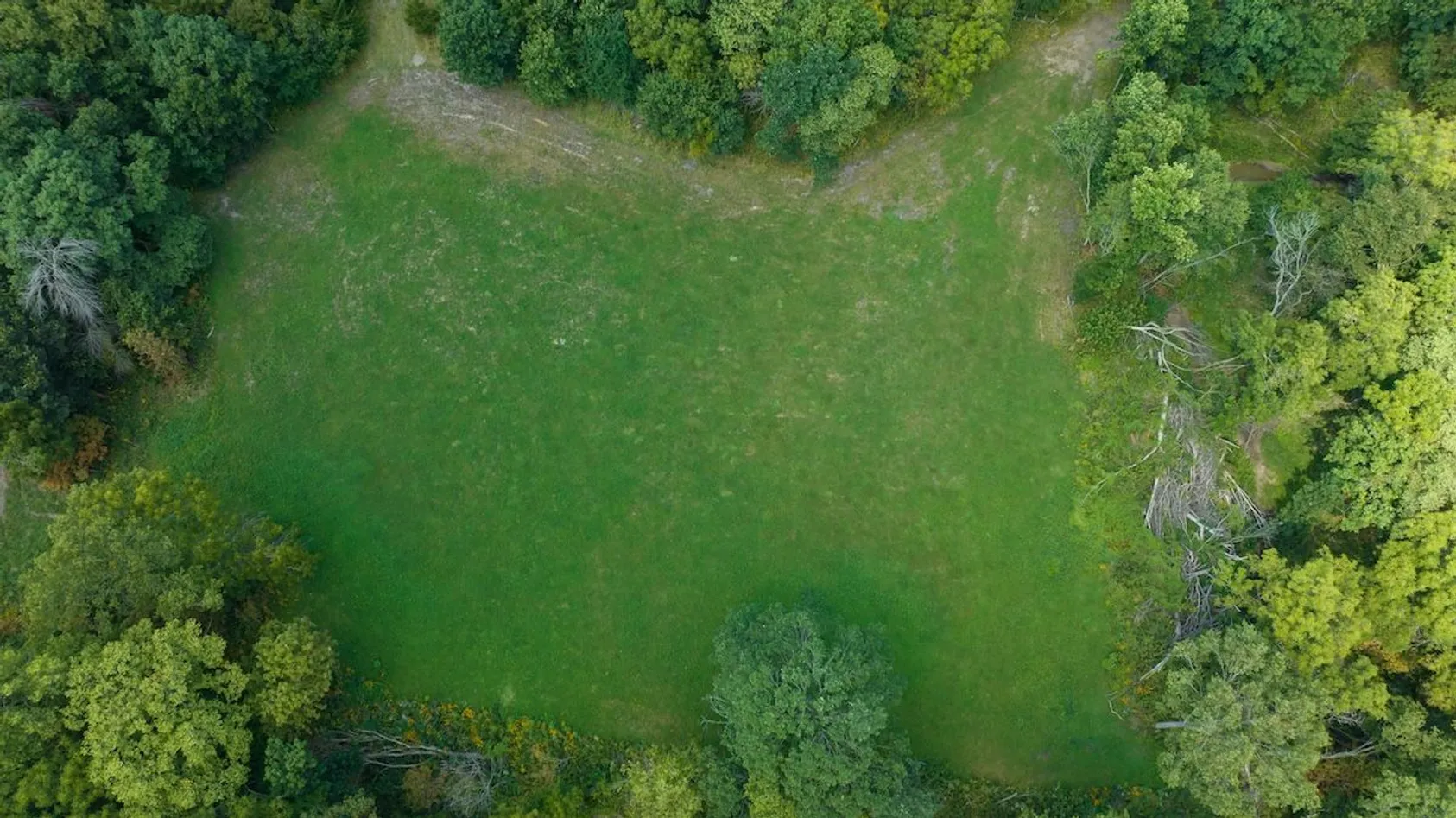 Overhead view of green pasture clearing surrounded by dense forest vegetation and trees.