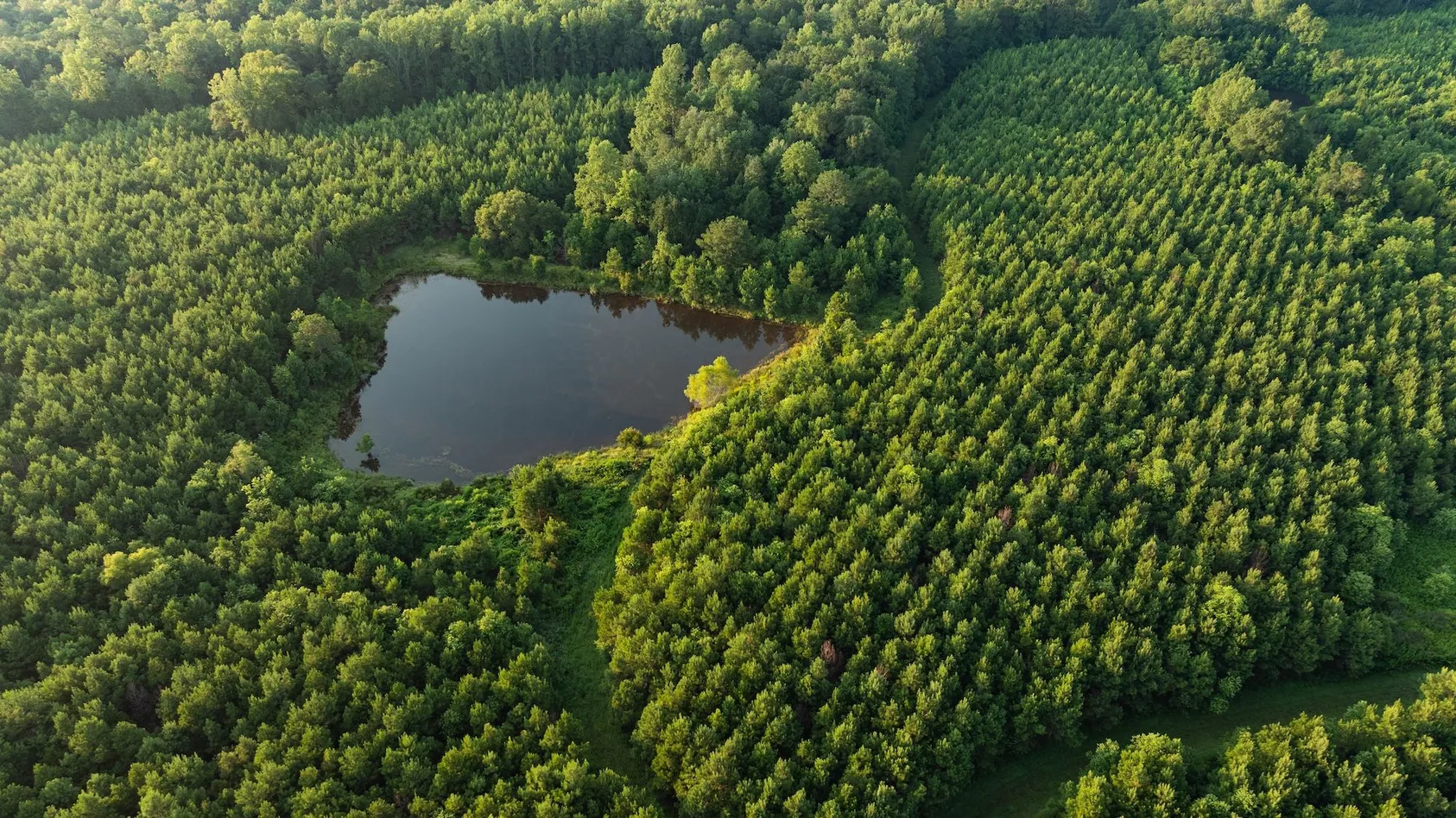 Aerial view of small pond surrounded by dense pine forest plantation in various shades of green