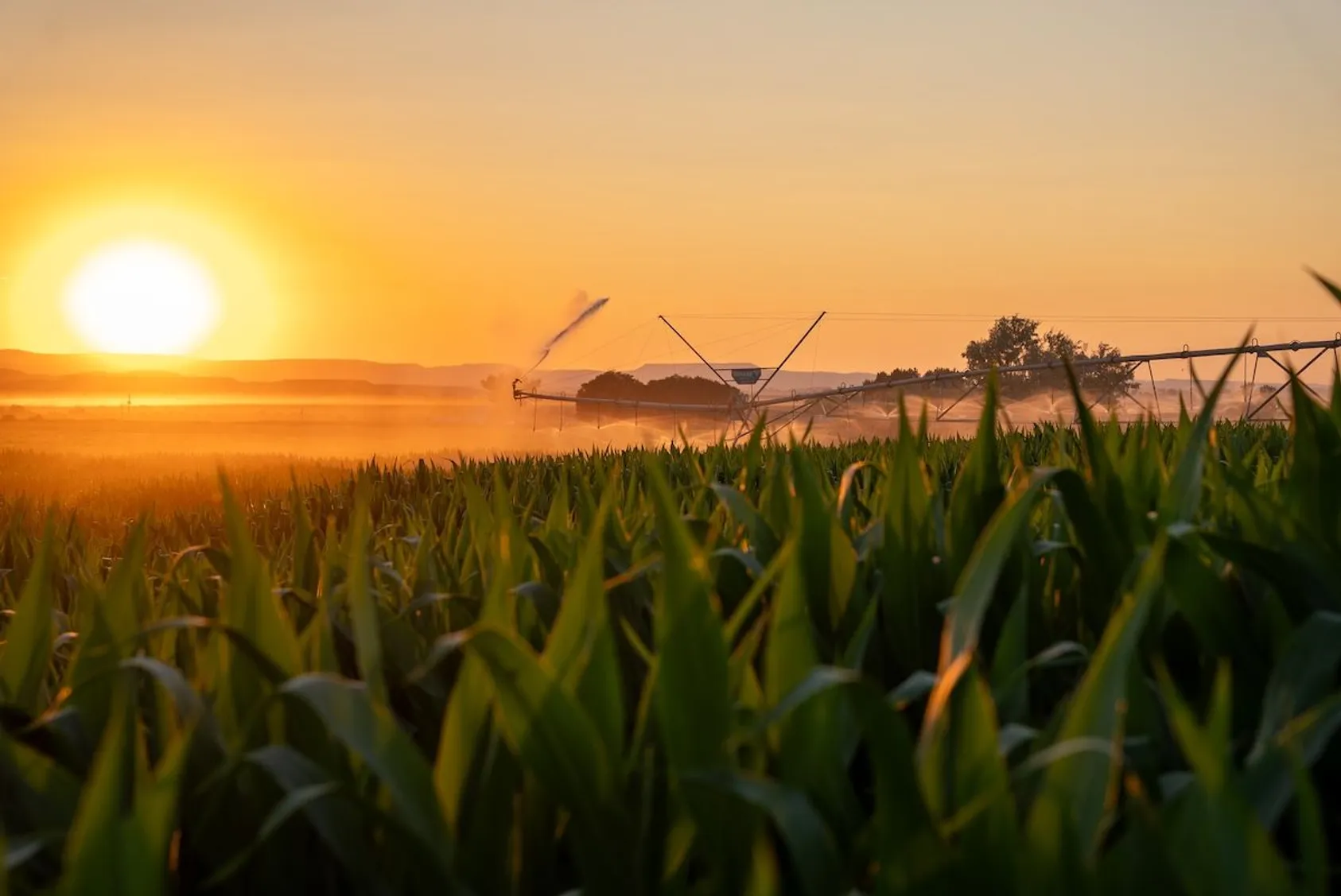 Center pivot irrigation system spraying water over green corn crop at golden hour sunrise