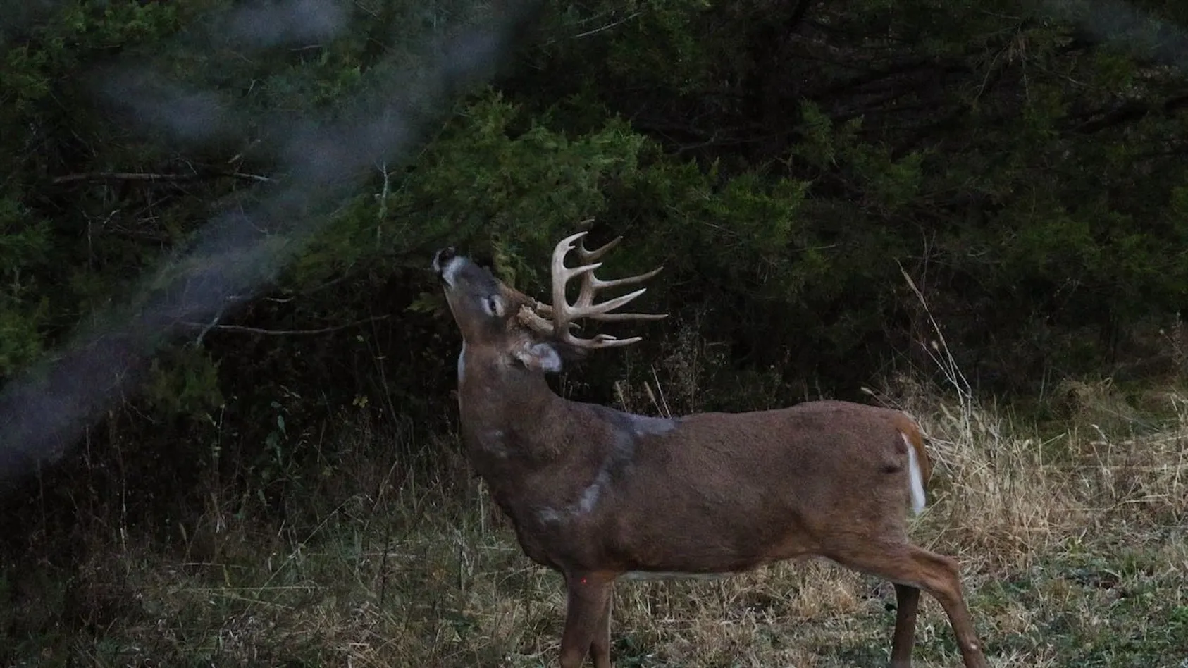 White-tailed buck with large antlers running through field at dusk with dark evergreen forest and smoke behind.