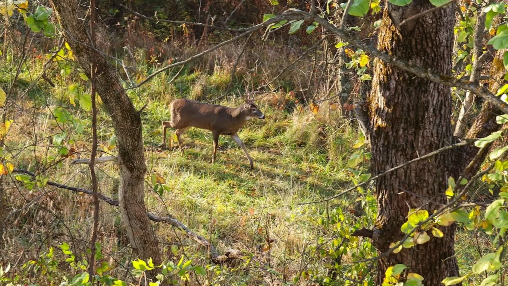 Hunting Lease or Vacant Land Insurance? A Landowner’s Coverage Guid