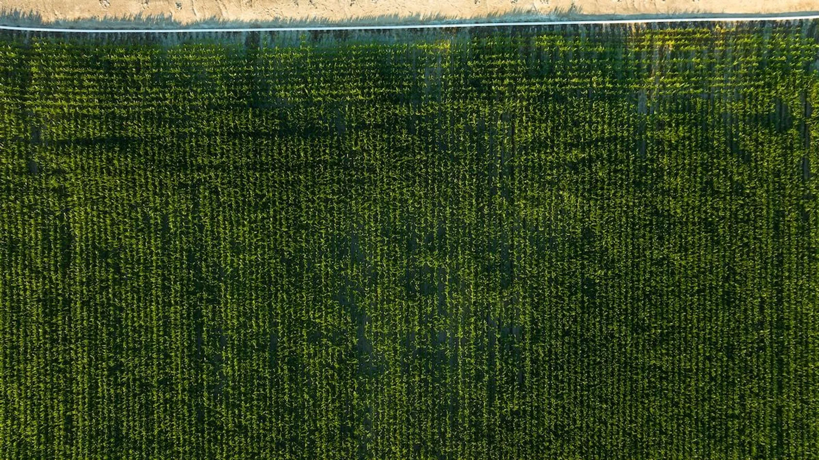Overhead view of dense green irrigated crop rows in agricultural field with golden wheat visible at top edge.