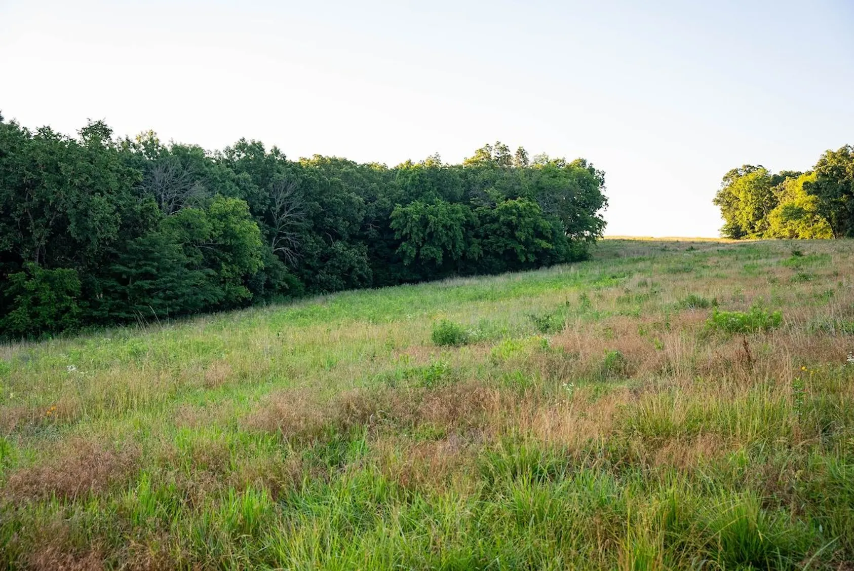 Gently sloping field with mixed green and dried grasses bordered by dense tree line under overcast sky.