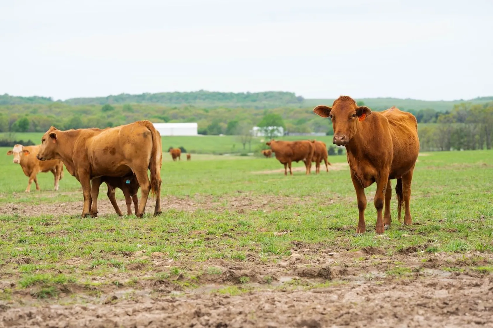 Red-brown beef cattle with nursing calf and herd in green pasture with pond and rolling hills beyond.