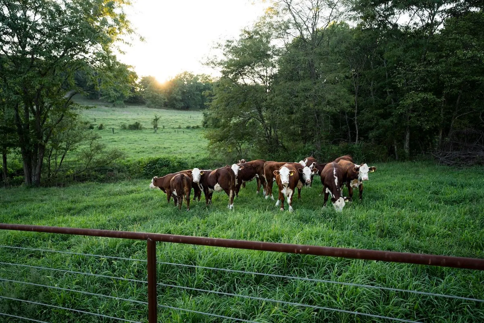 Profitable Pastures: A Landowner's Guide to Cattle Leasing Agreements