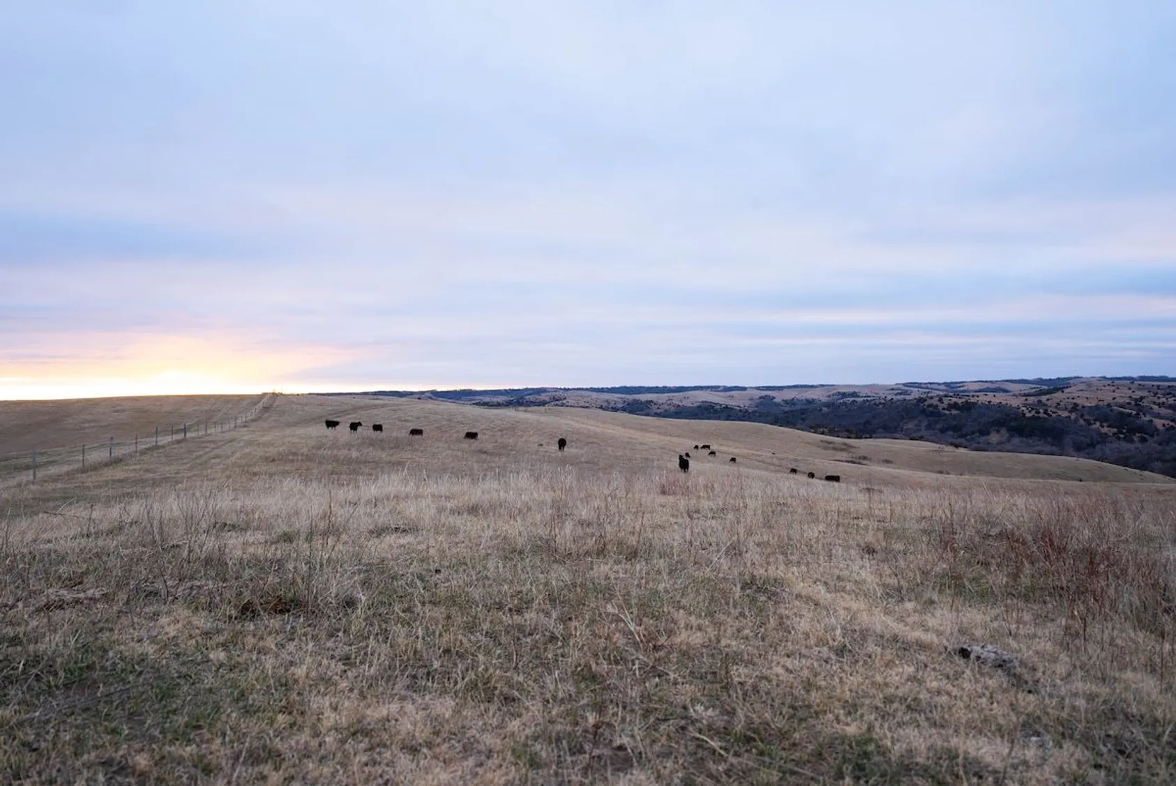 Cattle grazing on rolling golden grassland hills under an overcast sky at sunset