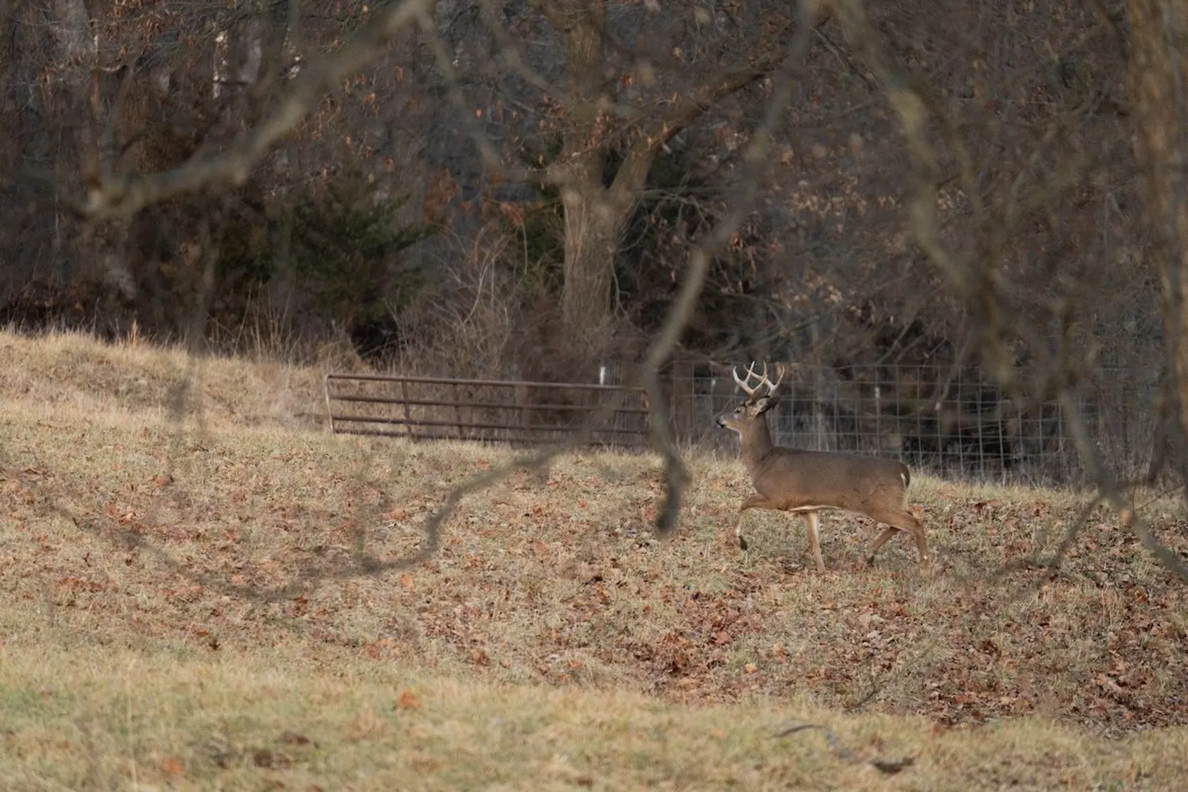 White-tailed buck with antlers standing in a leaf-covered field near a wire fence and bare trees