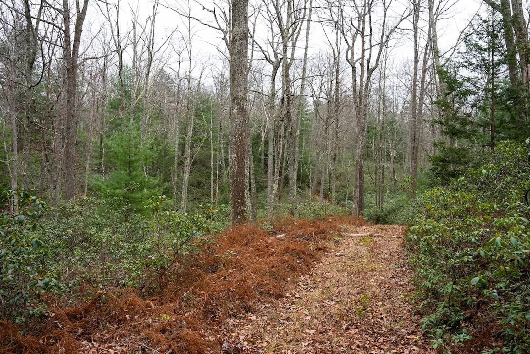 Dirt path through mixed hardwood and evergreen forest with rust-colored ferns covering the ground