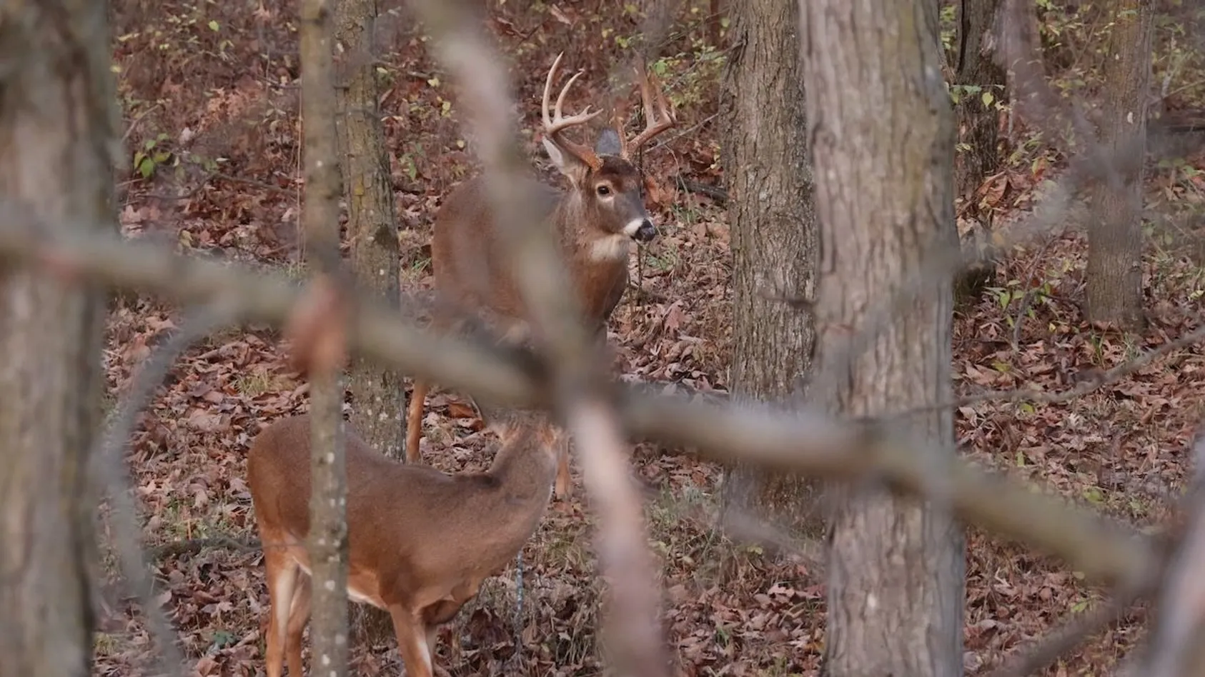 White-tailed buck standing among tree trunks in leaf-covered forest floor viewed through blurred branches