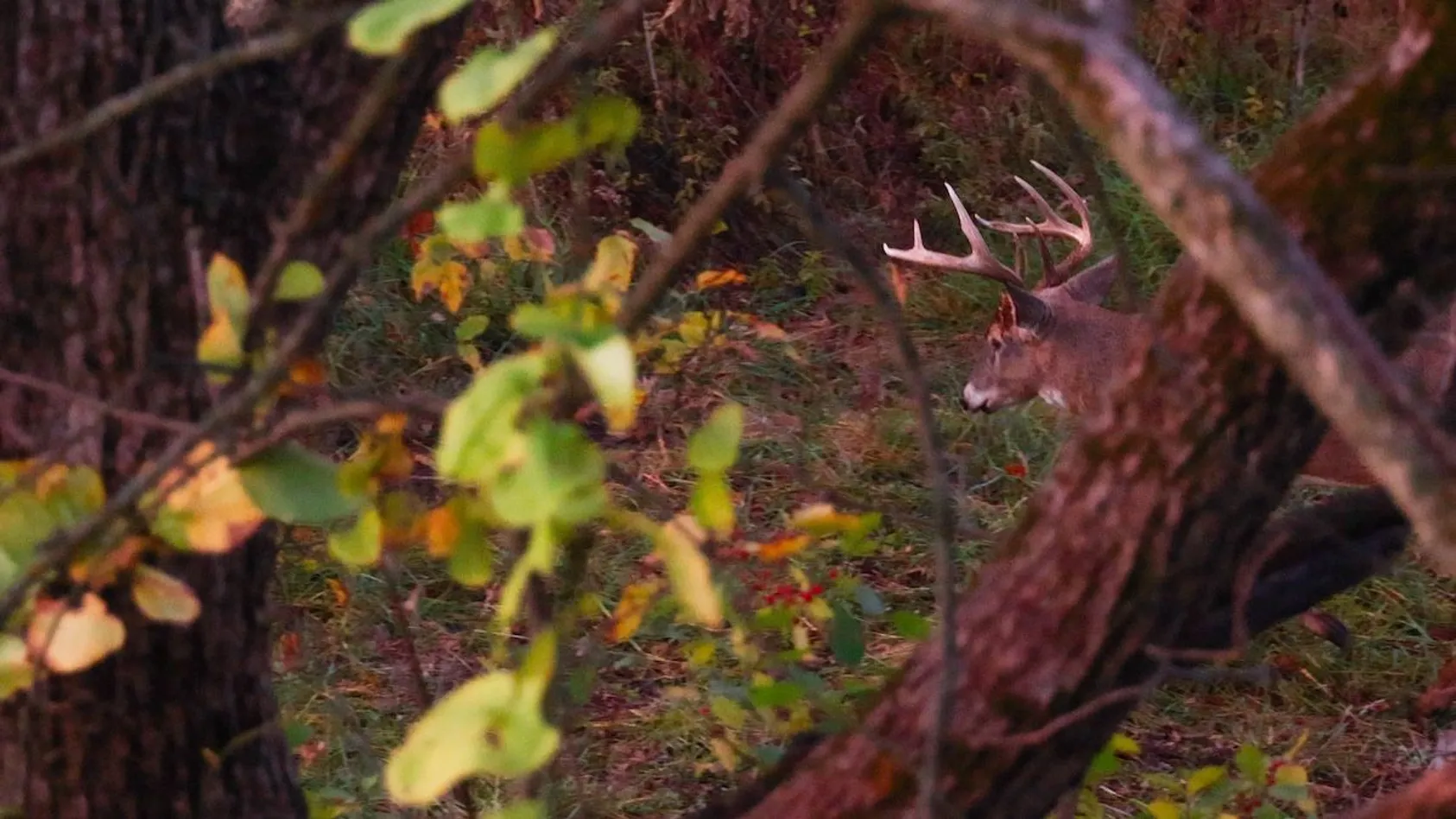 White-tailed buck with antlers partially obscured by tree branches in autumn forest
