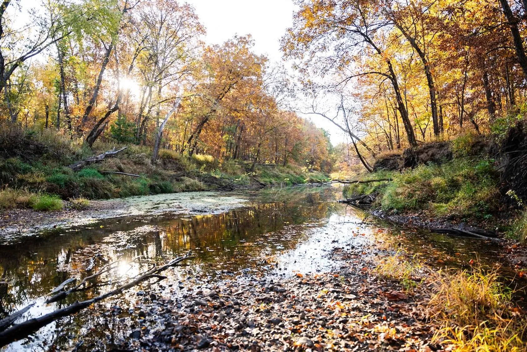 Shallow creek with fallen leaves flowing through wooded area with autumn foliage and sunlight filtering through trees