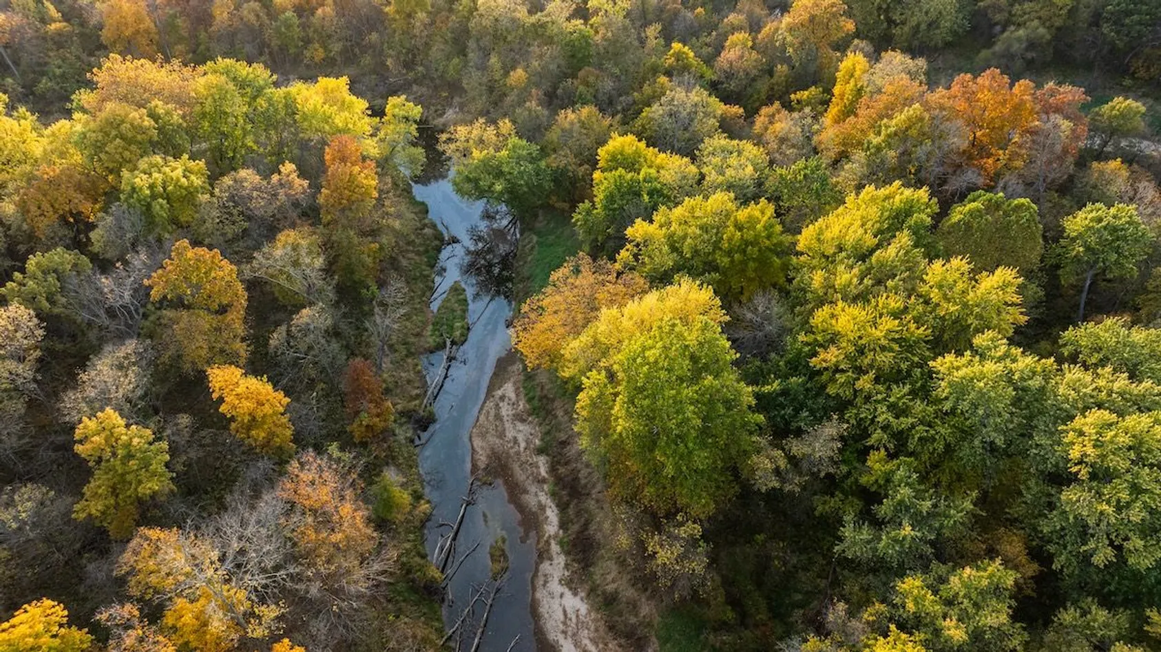 Aerial view of narrow stream winding through dense forest with yellow and green fall foliage
