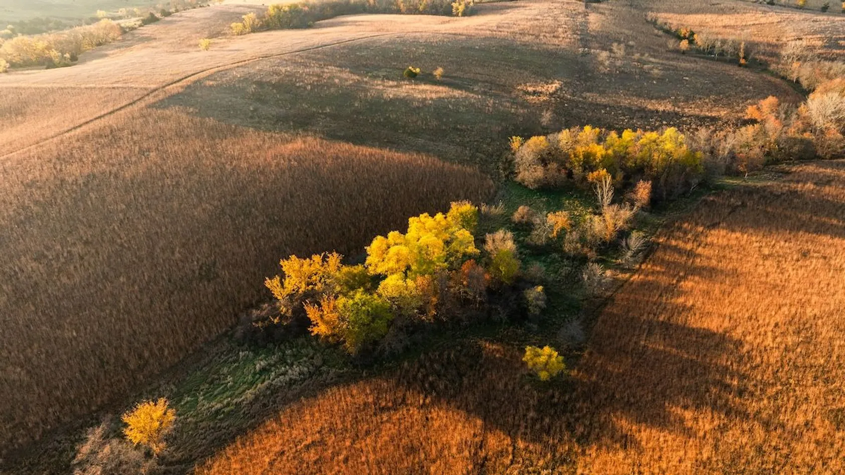 Aerial view of harvested cropland with strips of yellow trees creating natural wildlife corridors between fields