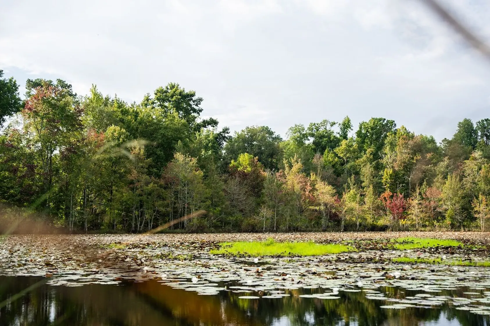 Marsh or wetland with lily pads and bright green vegetation along wooded shoreline under overcast sky