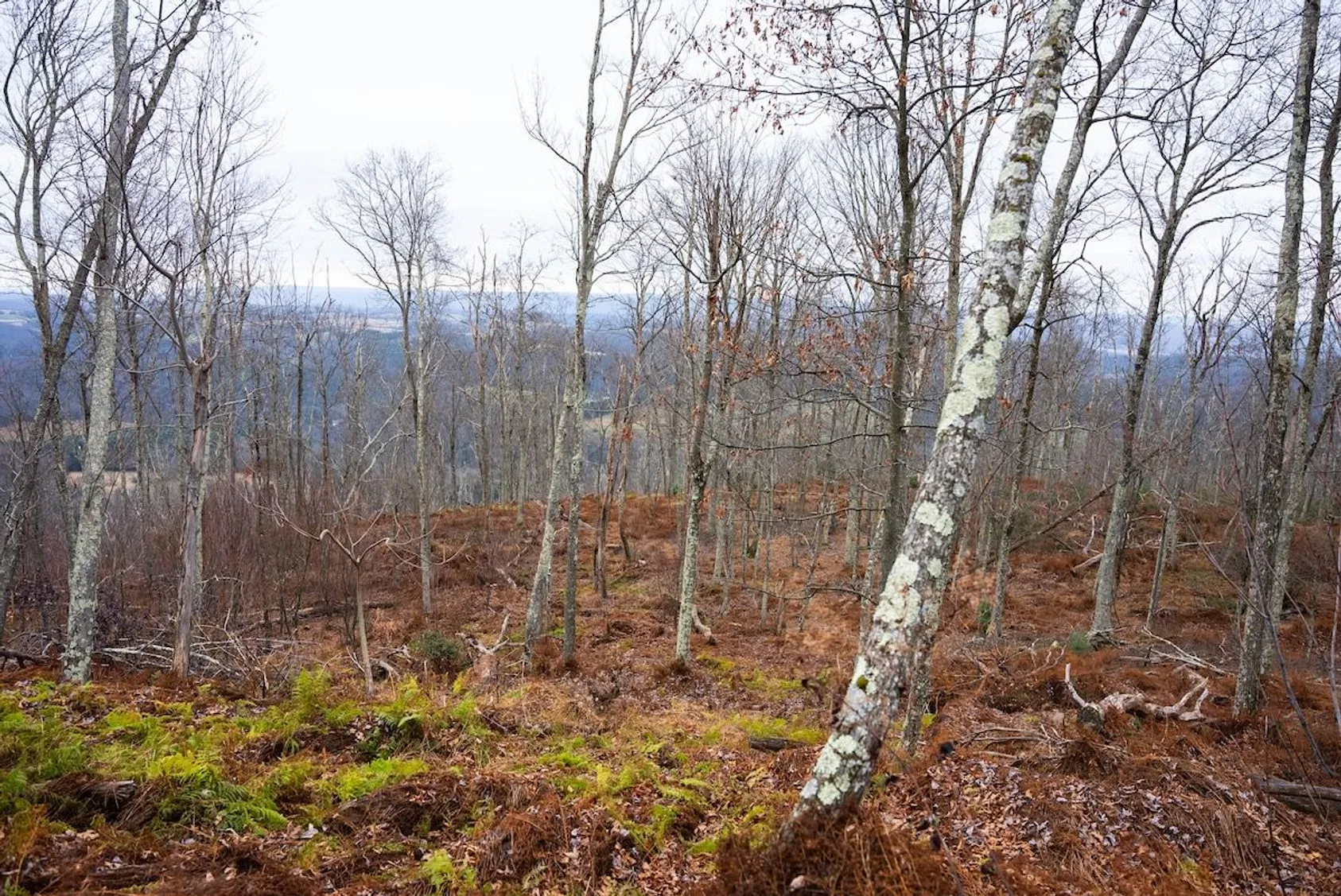 Sparse hardwood forest on hillside with brown ferns and moss-covered ground overlooking distant valley