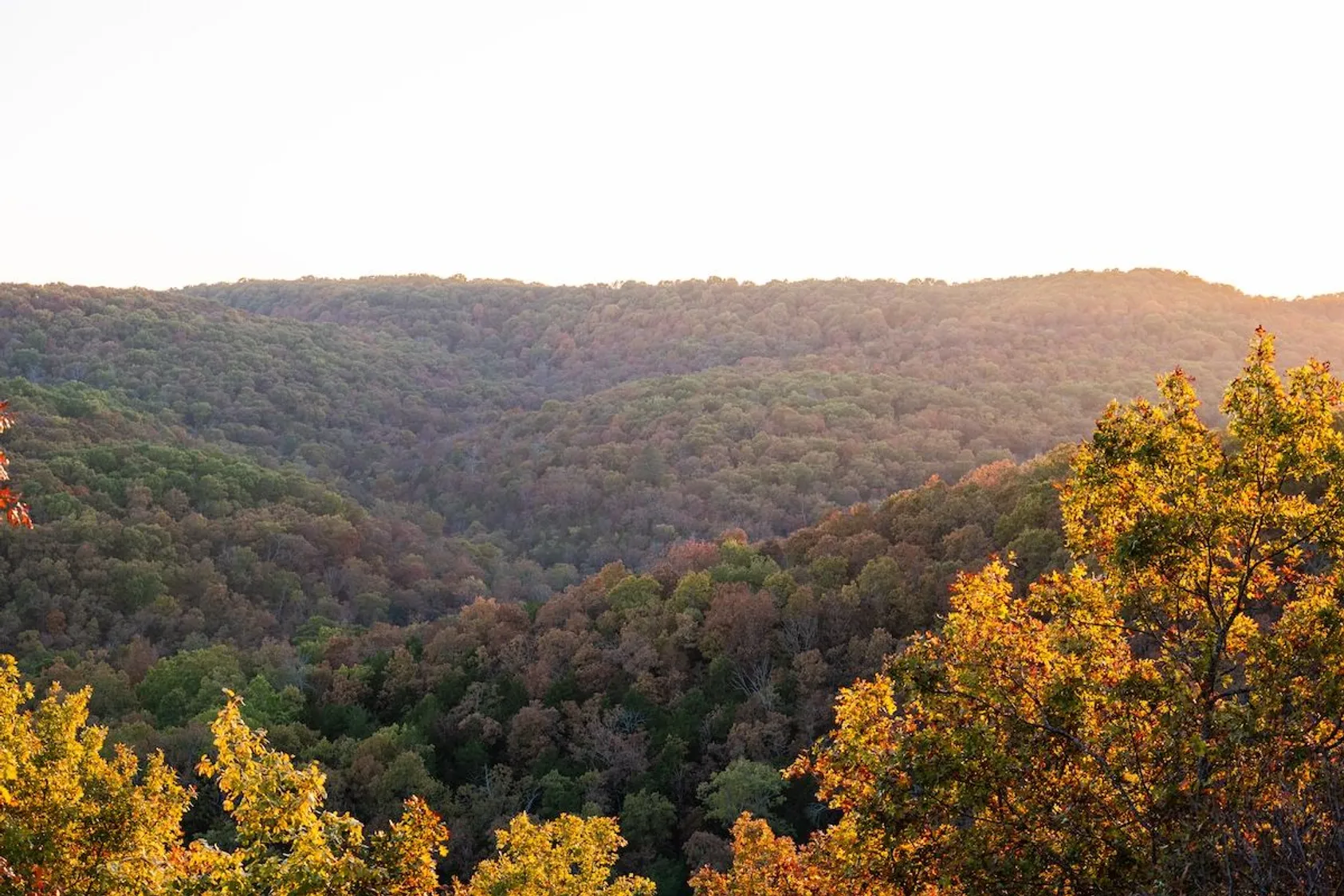 Rolling forested hills at sunset with golden light illuminating autumn trees in foreground