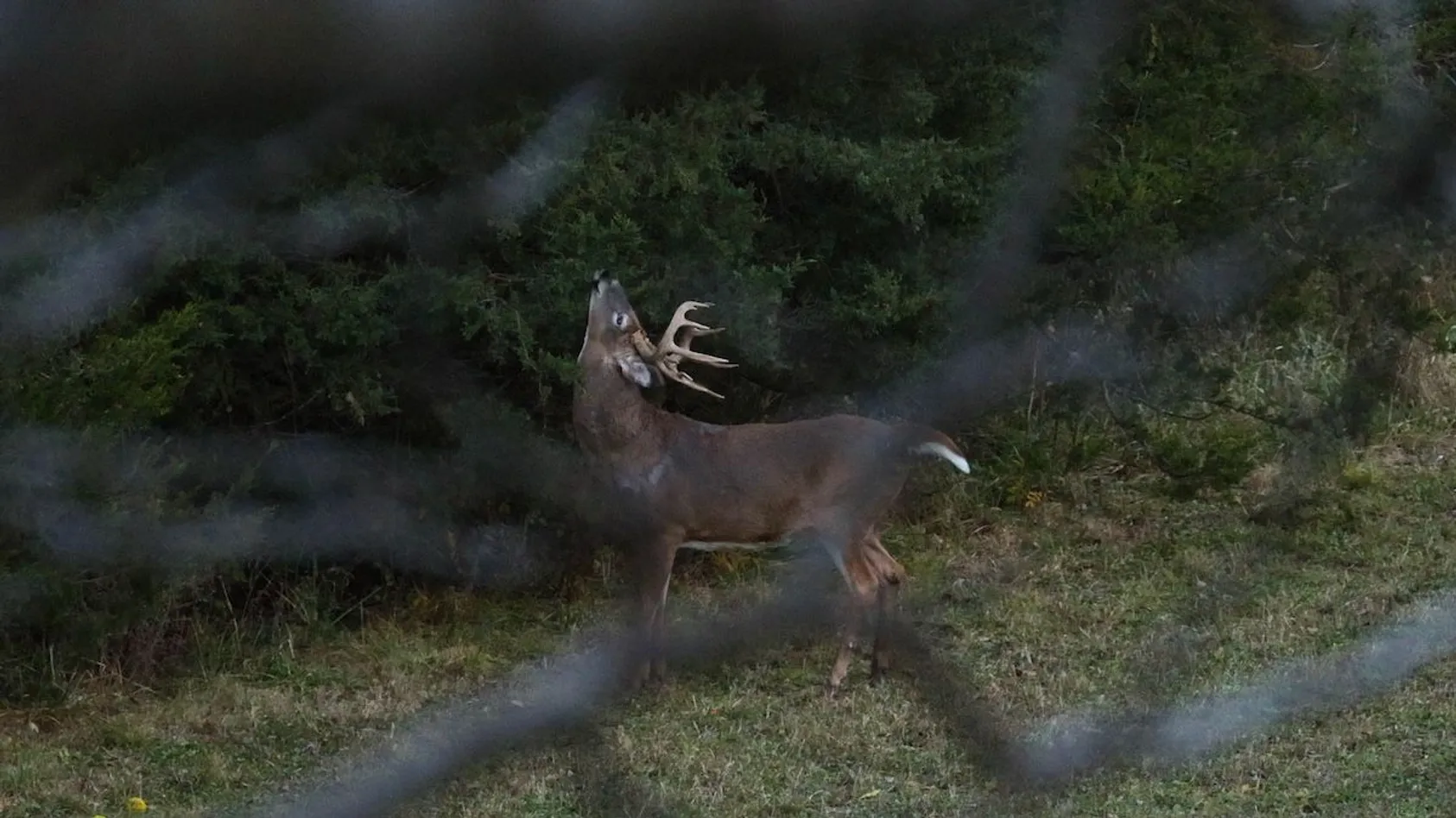 White-tailed buck with head tilted back appearing to call or scent check in misty forest clearing
