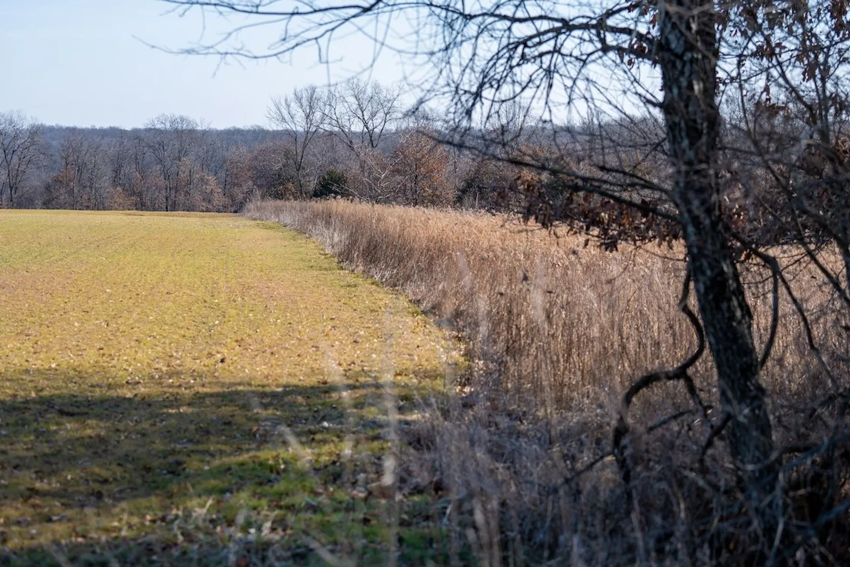 Field edge showing contrast between green pasture and brown dormant cover crop strip with bare winter trees.