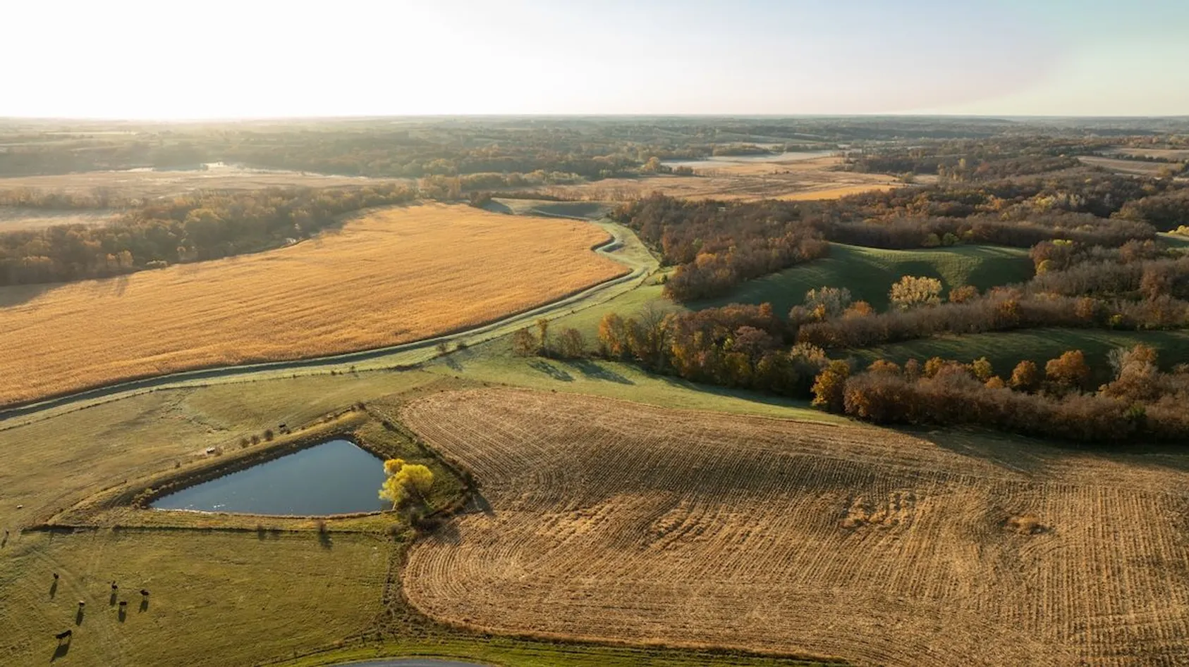 Golden hour aerial view of harvested fields, small pond with lone tree, and winding rural road through farmland.