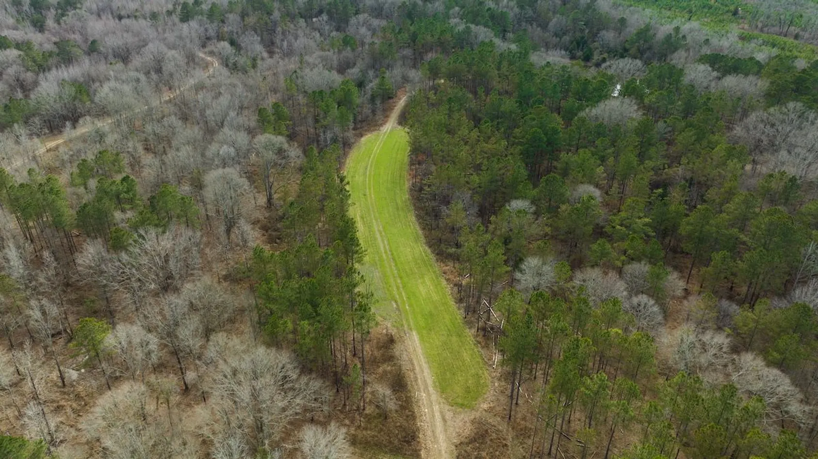Aerial view of narrow green food plot corridor cutting through mixed deciduous and evergreen forest.