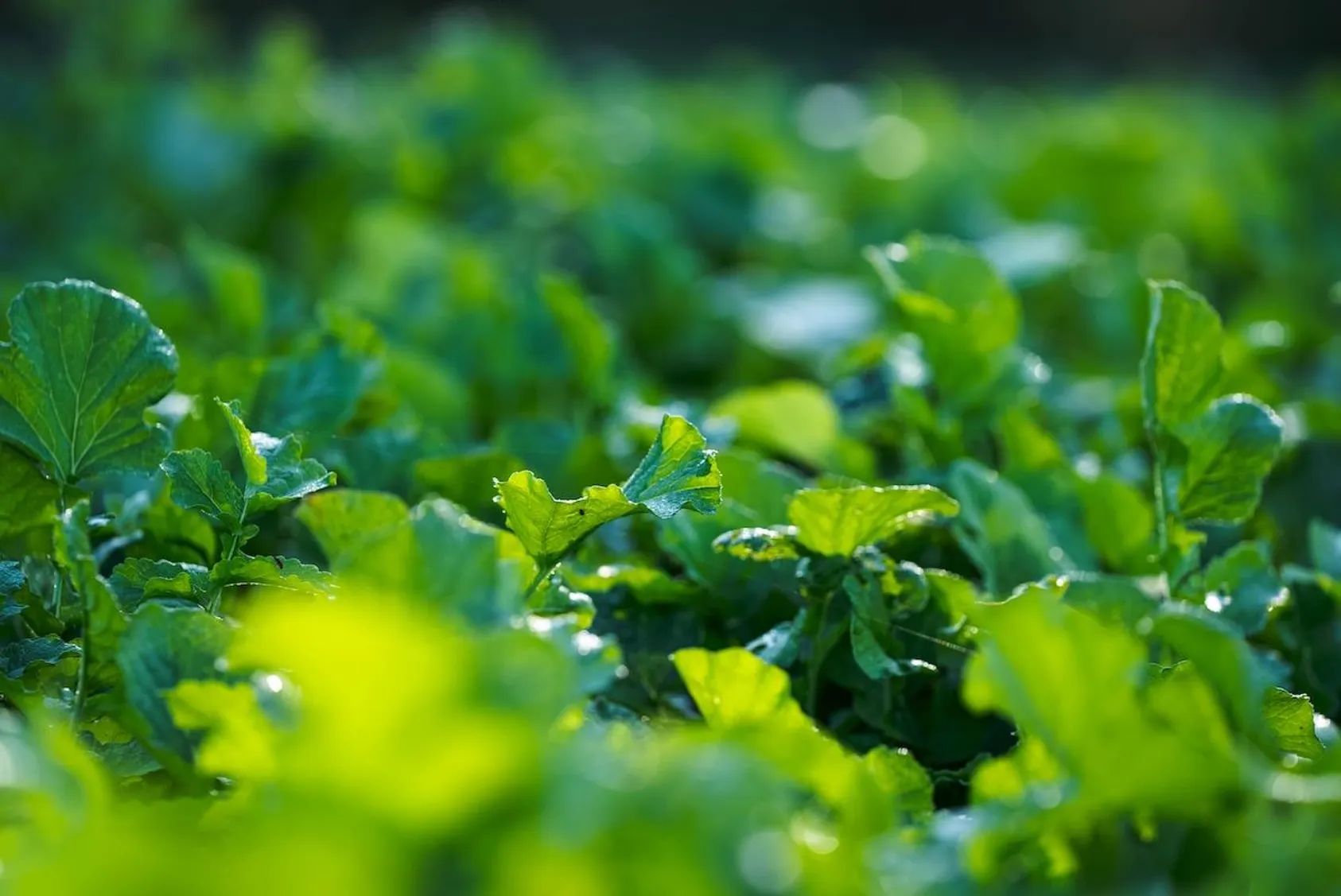 Close-up of lush green brassica plants with rounded leaves in food plot.