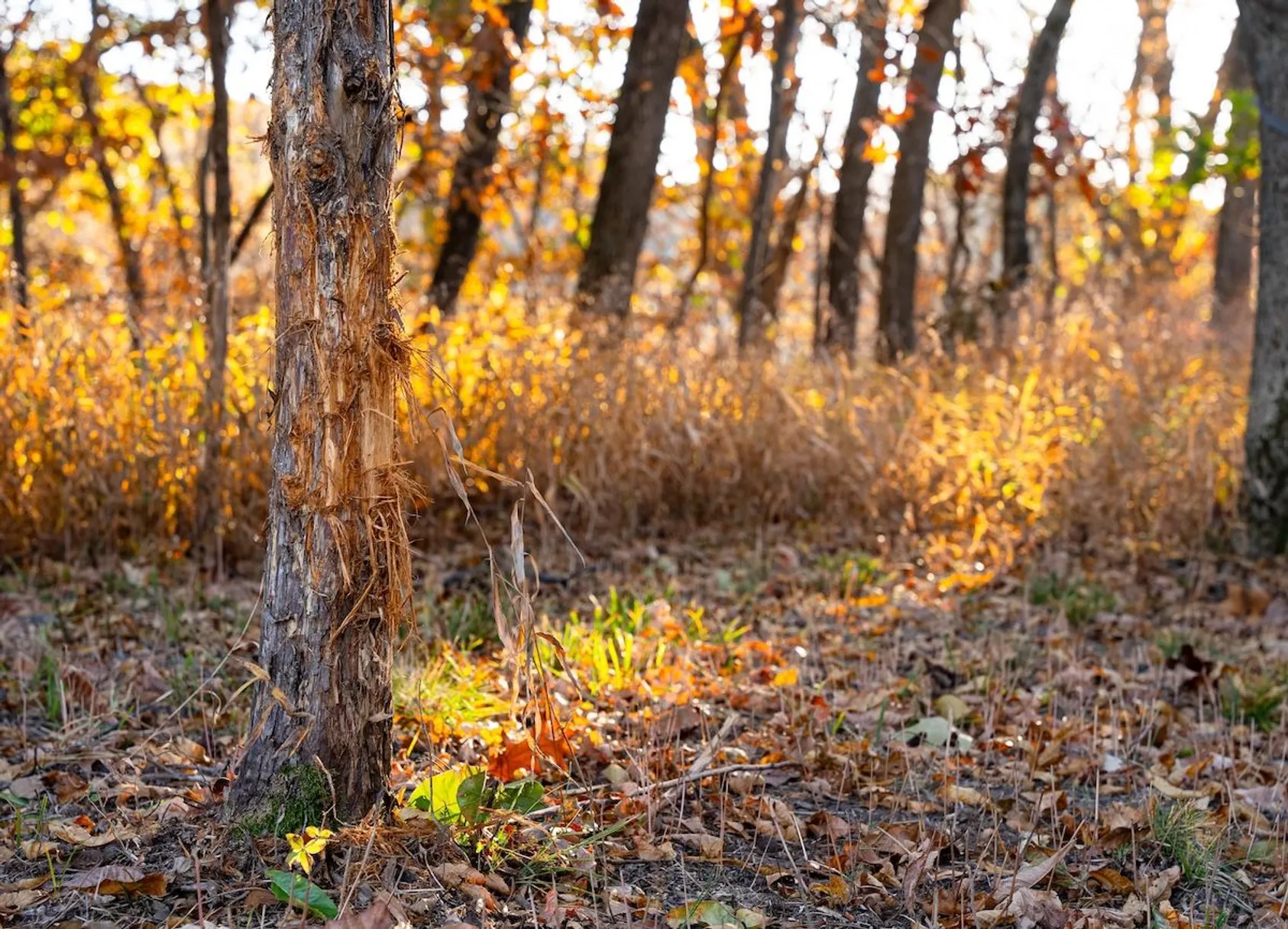 Tree trunk with damaged bark in autumn forest with golden foliage and leaf-covered ground in soft focus.