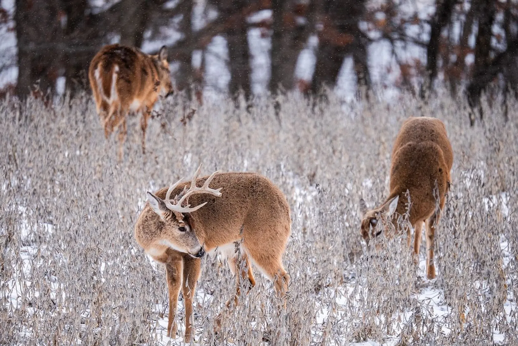 Three white-tailed deer foraging in snowy field with frosted grass and bare winter trees in background.
