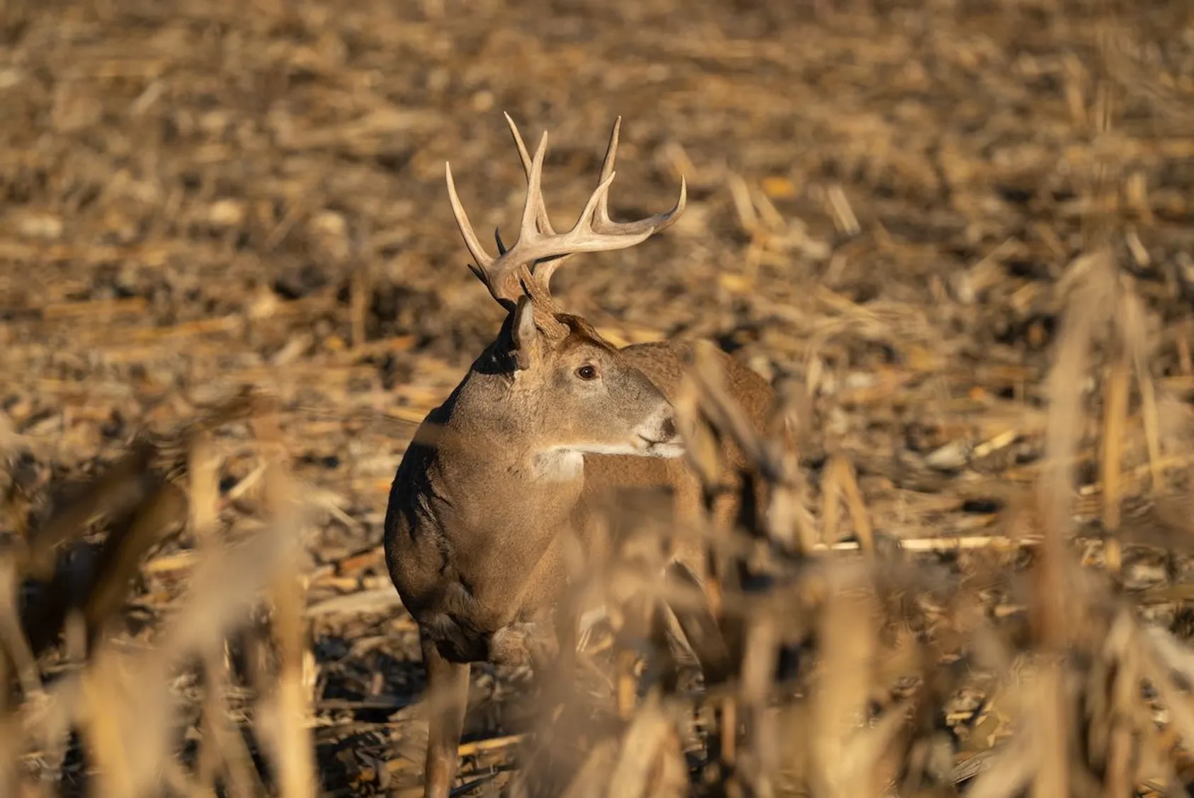 Understanding Land Appraisal When Selling Land with Wildlife