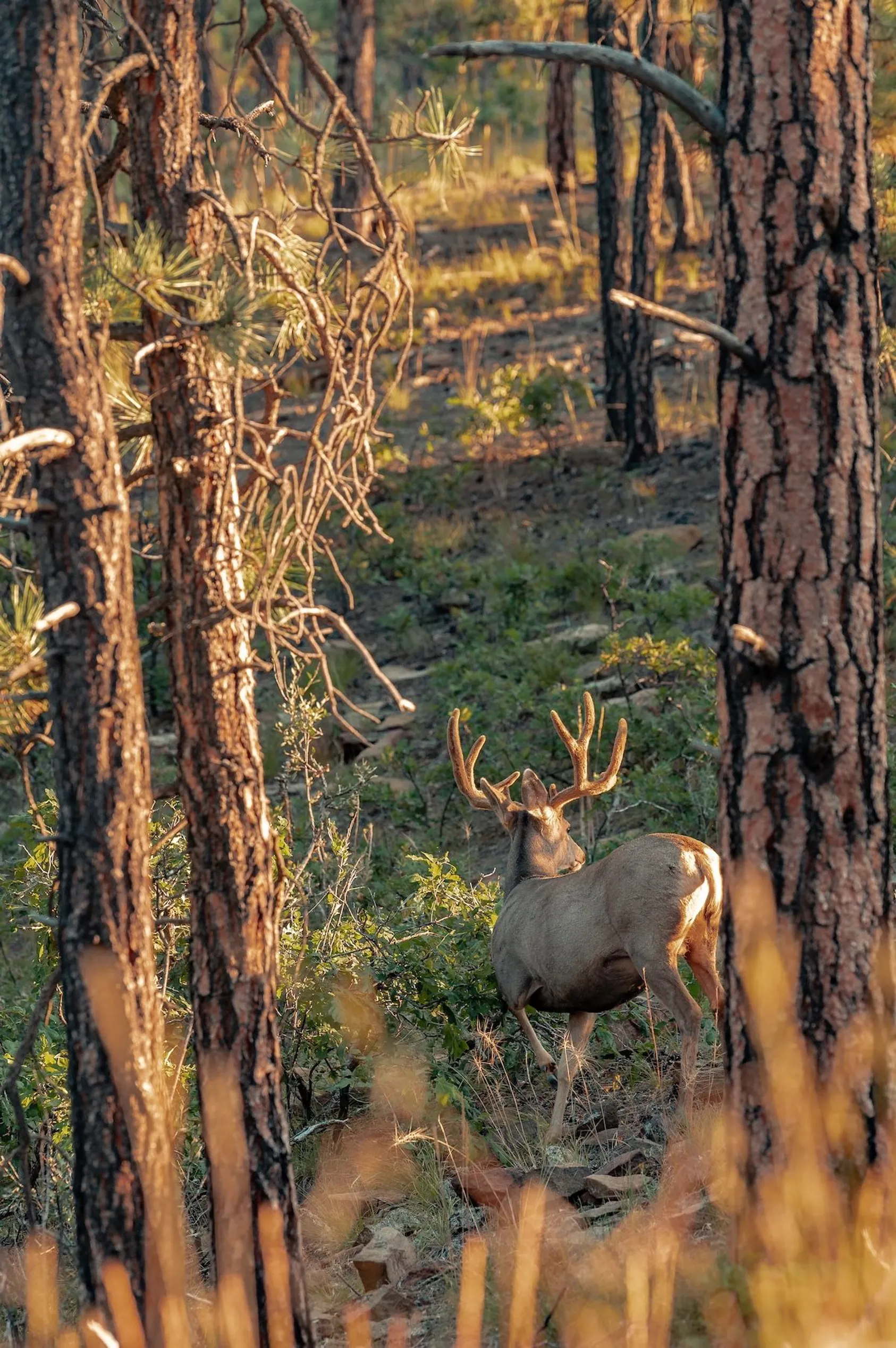 Mule deer buck with velvet antlers standing alert among burned pine tree trunks in forest.