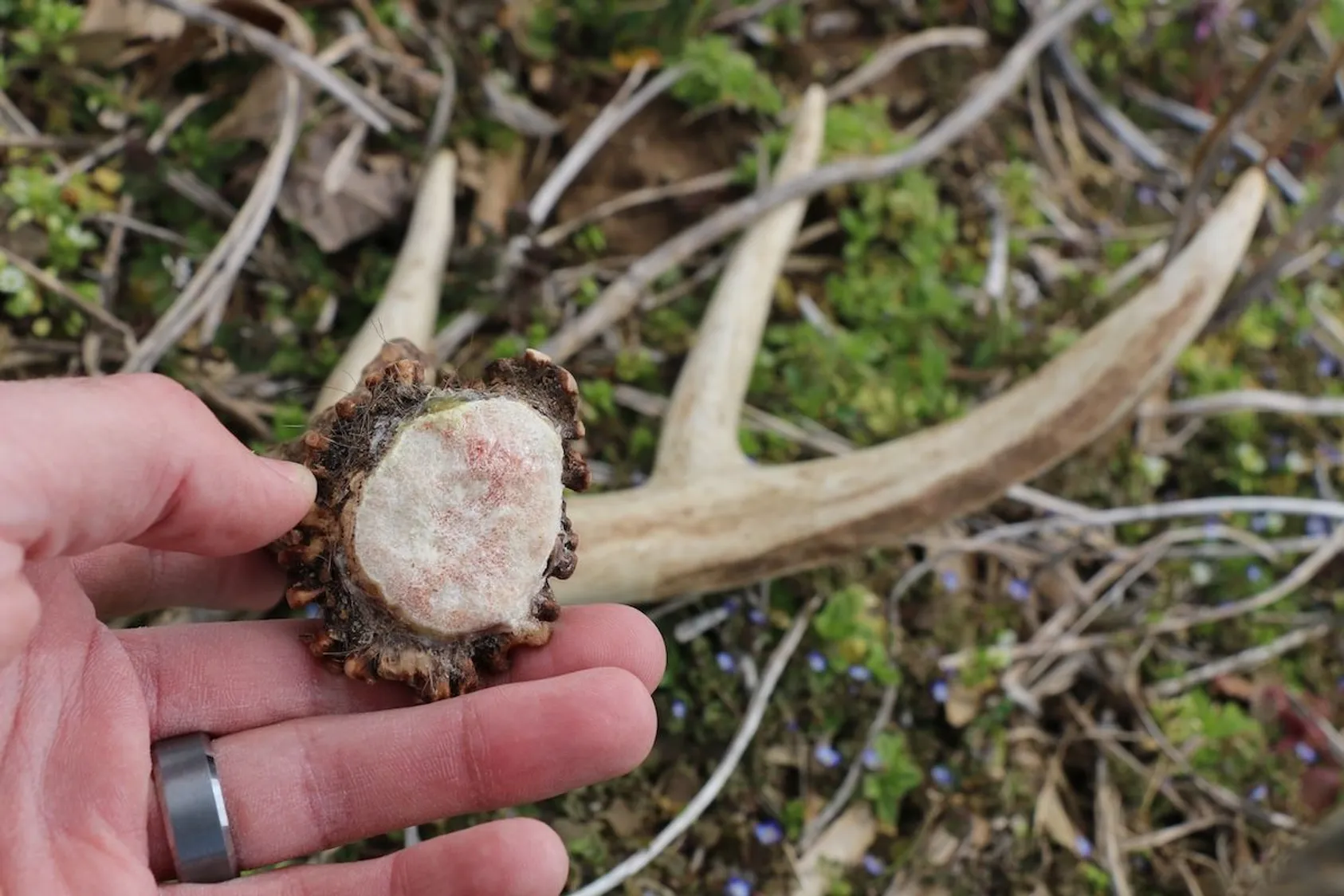 A fresh deer shed antler