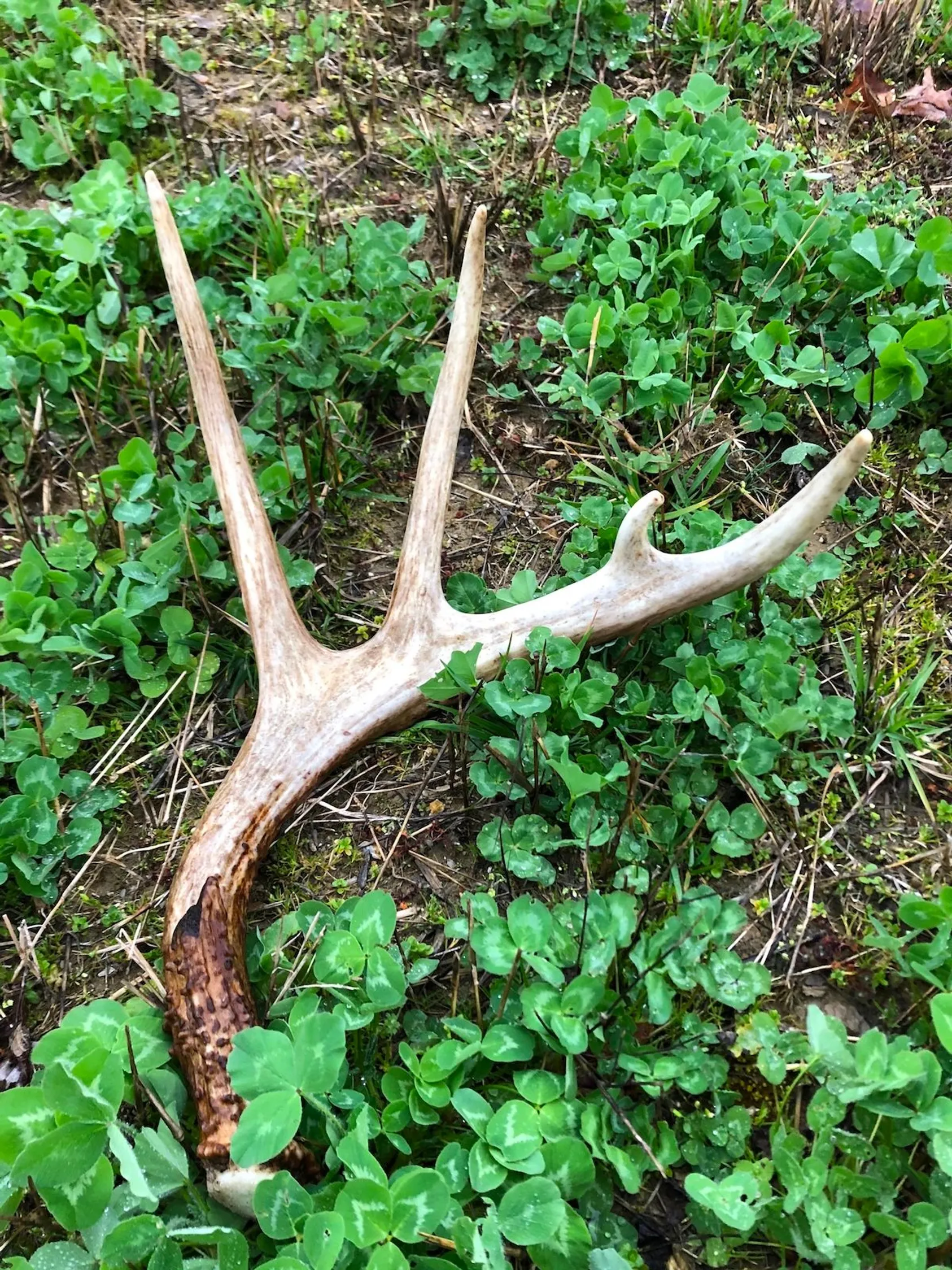 Deer shed in clover field