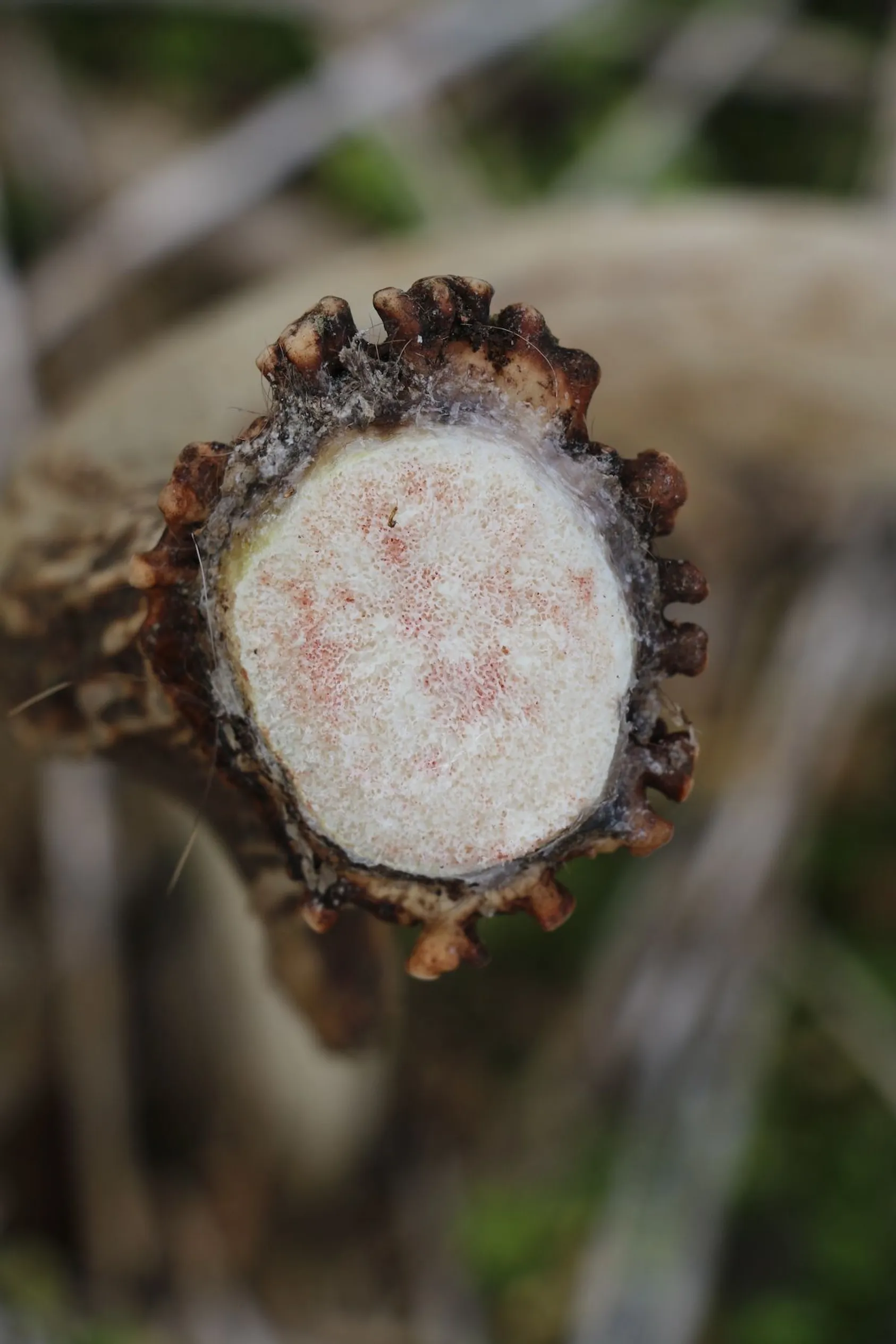 Deer antler pedicle