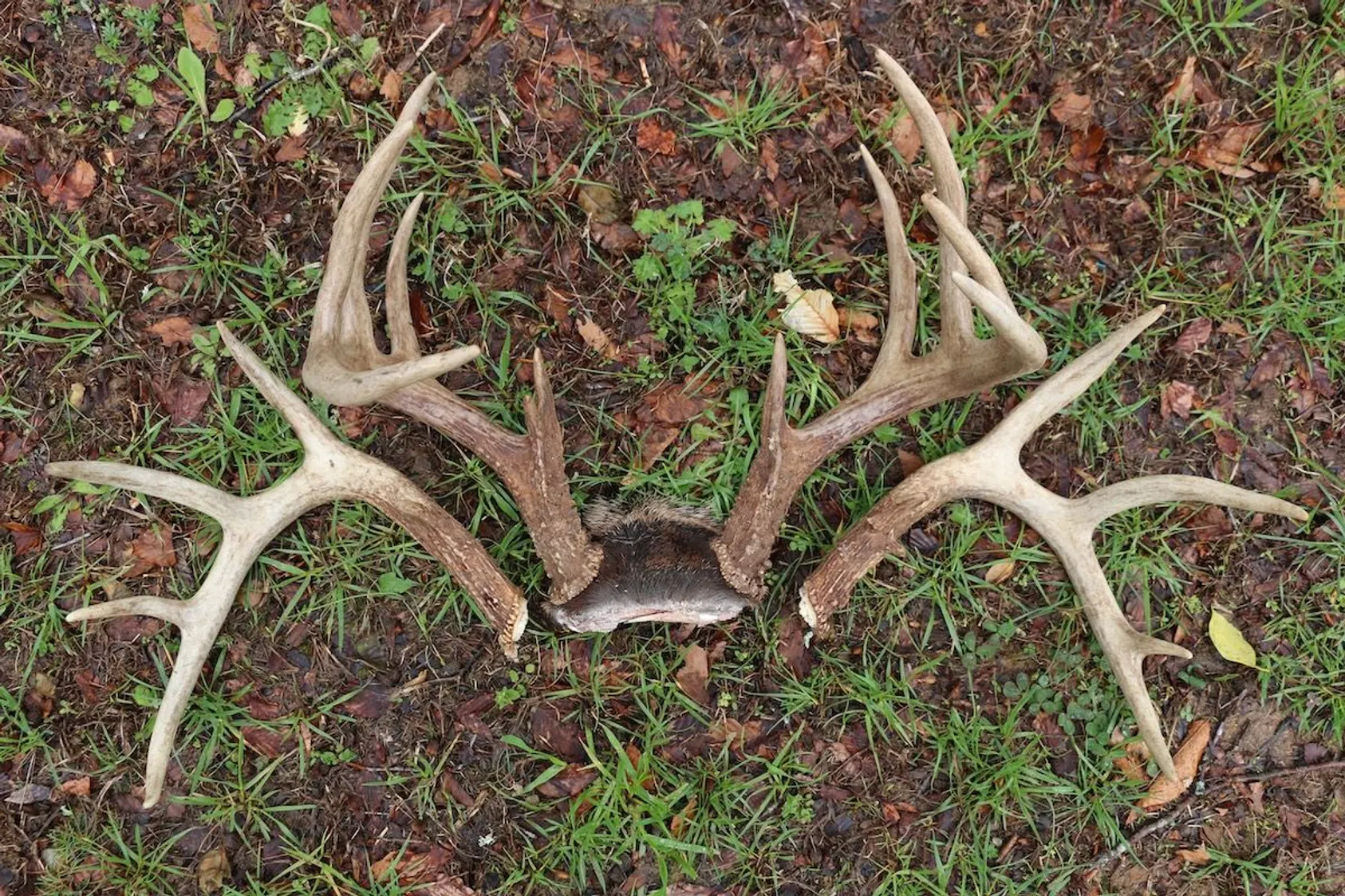Shed antler from target buck
