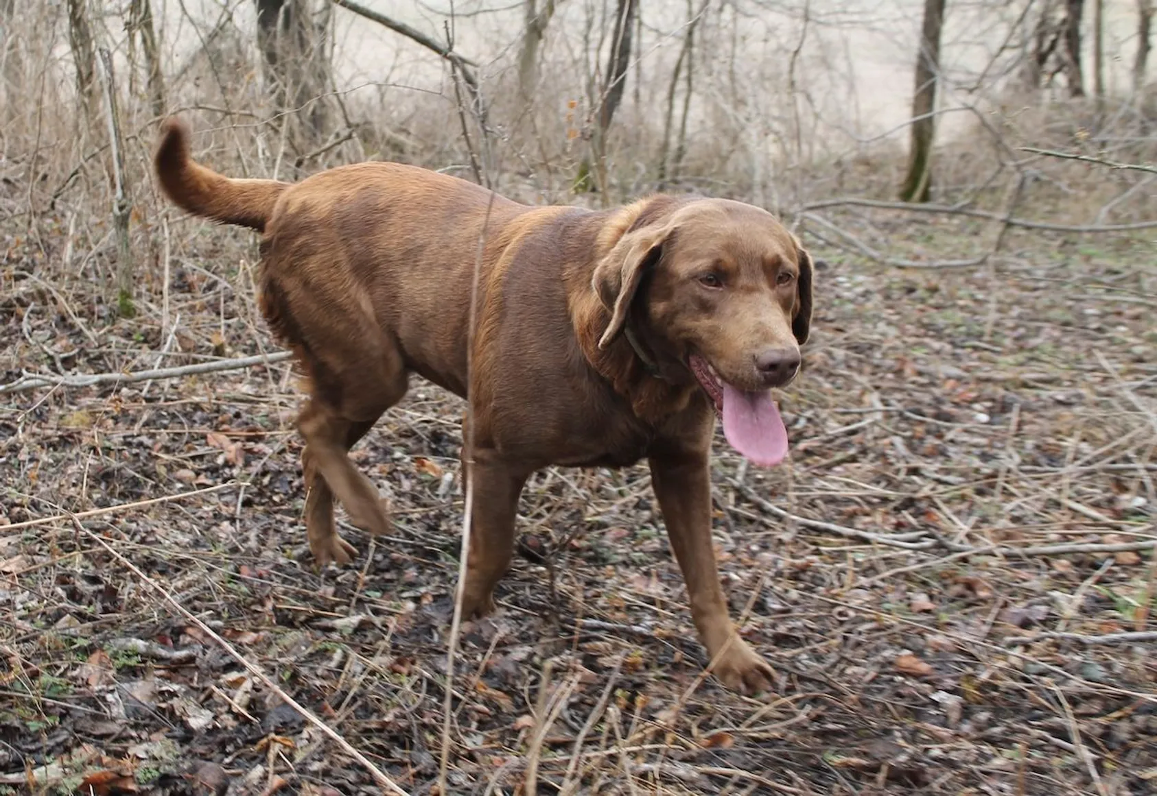 Dog with shed antler