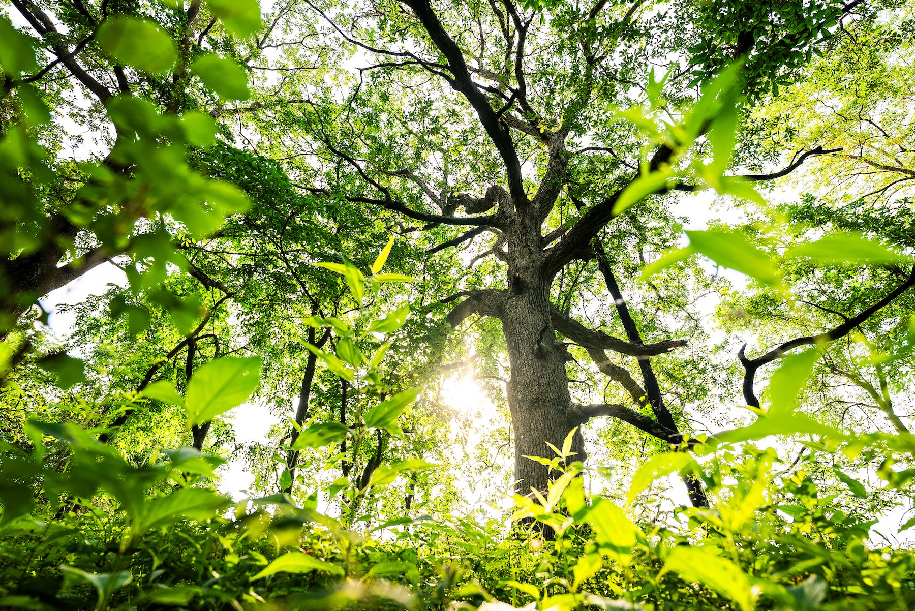 What Property Owners Should Know About Carbon Credits