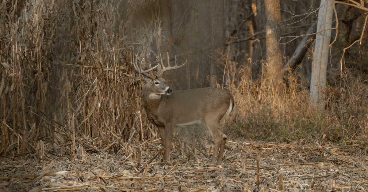 Drones-and-Deer-3