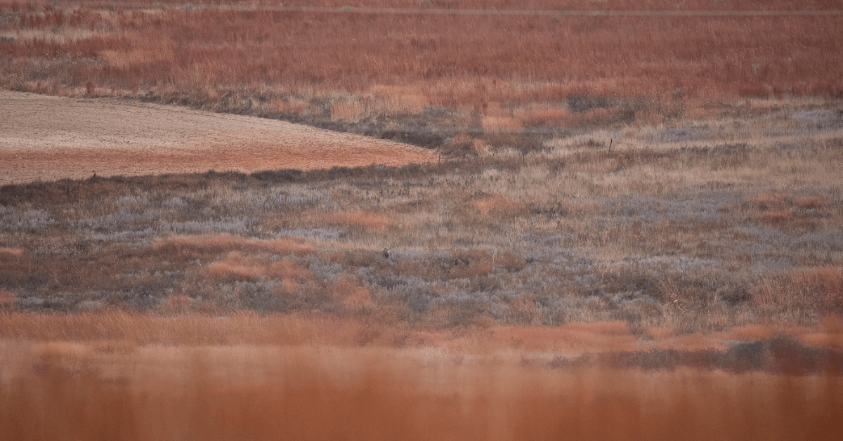 Drones-and-Deer-5
