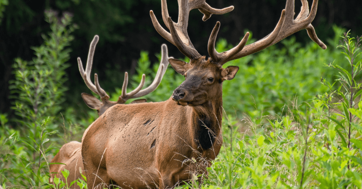 Elk-Hunting-Guide-2