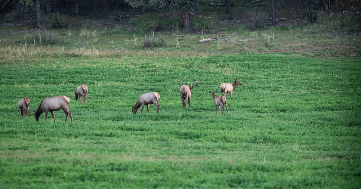 Elk-Hunting-Guide-3