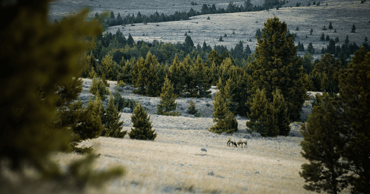 Elk-Hunting-Guide-4